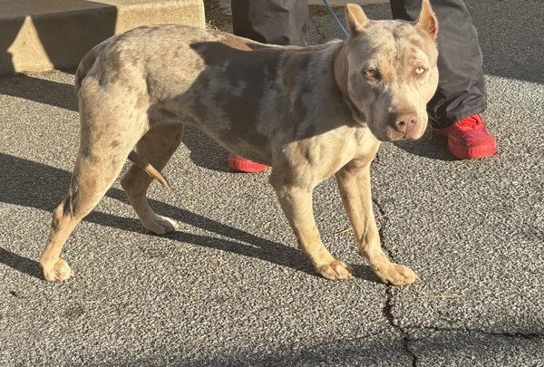 25-12-3606 Lyla, Adoptable, Adult Female Pit Bull Terrier.