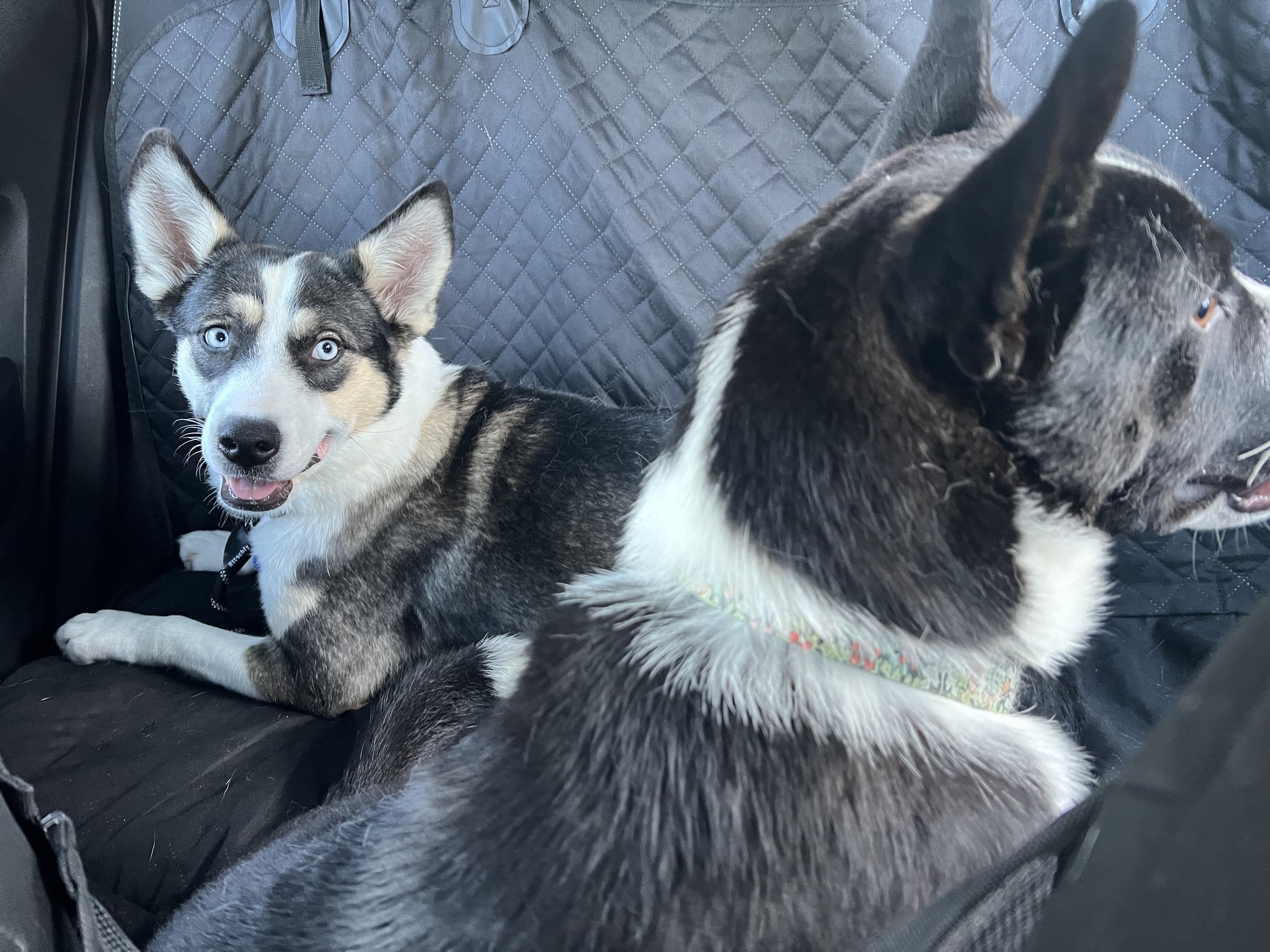 Yuna, a Adoptable mixed breed in Los Angeles, CA image 3/5