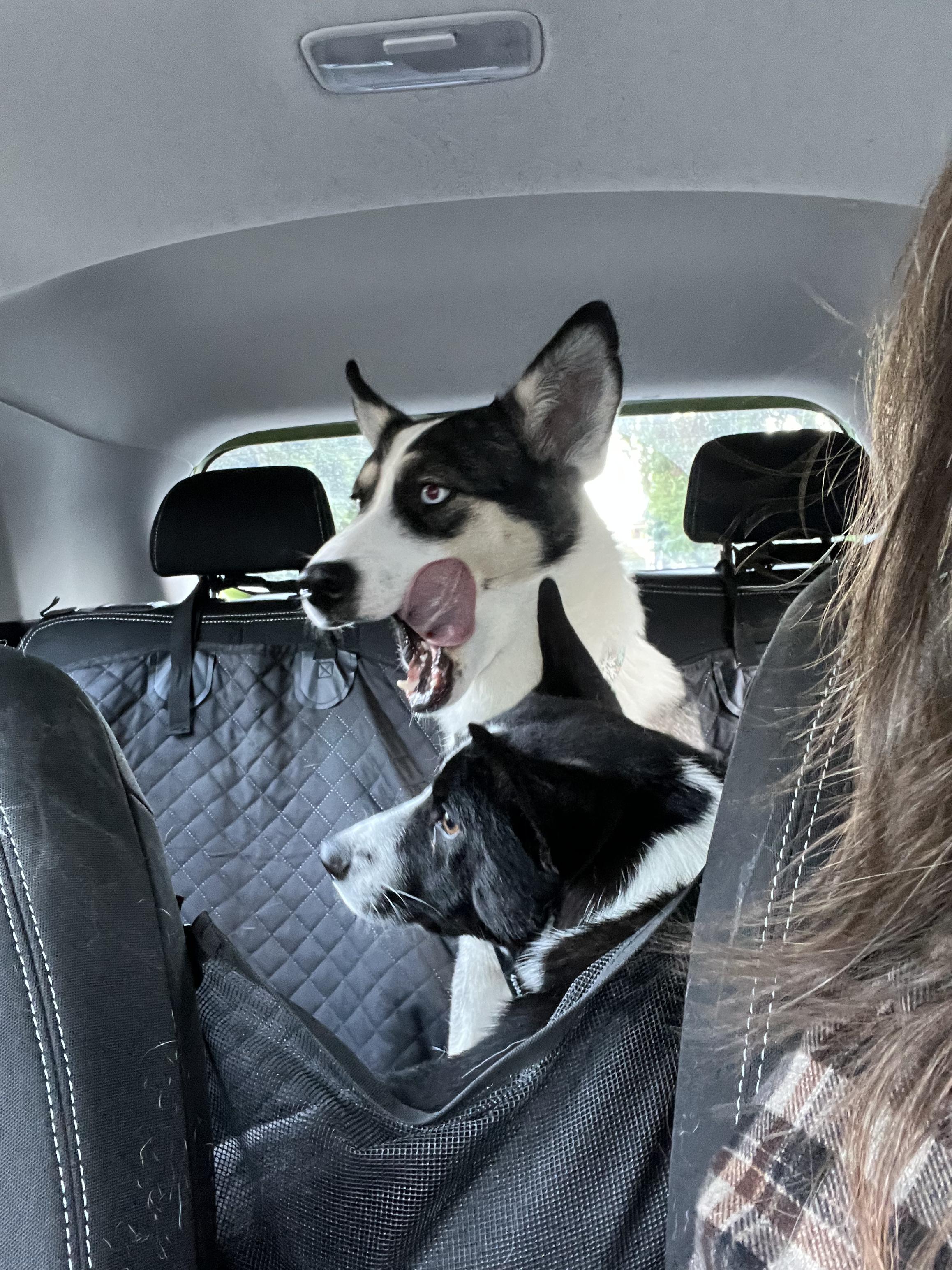 Yuna, a Adoptable mixed breed in Los Angeles, CA image 4/5