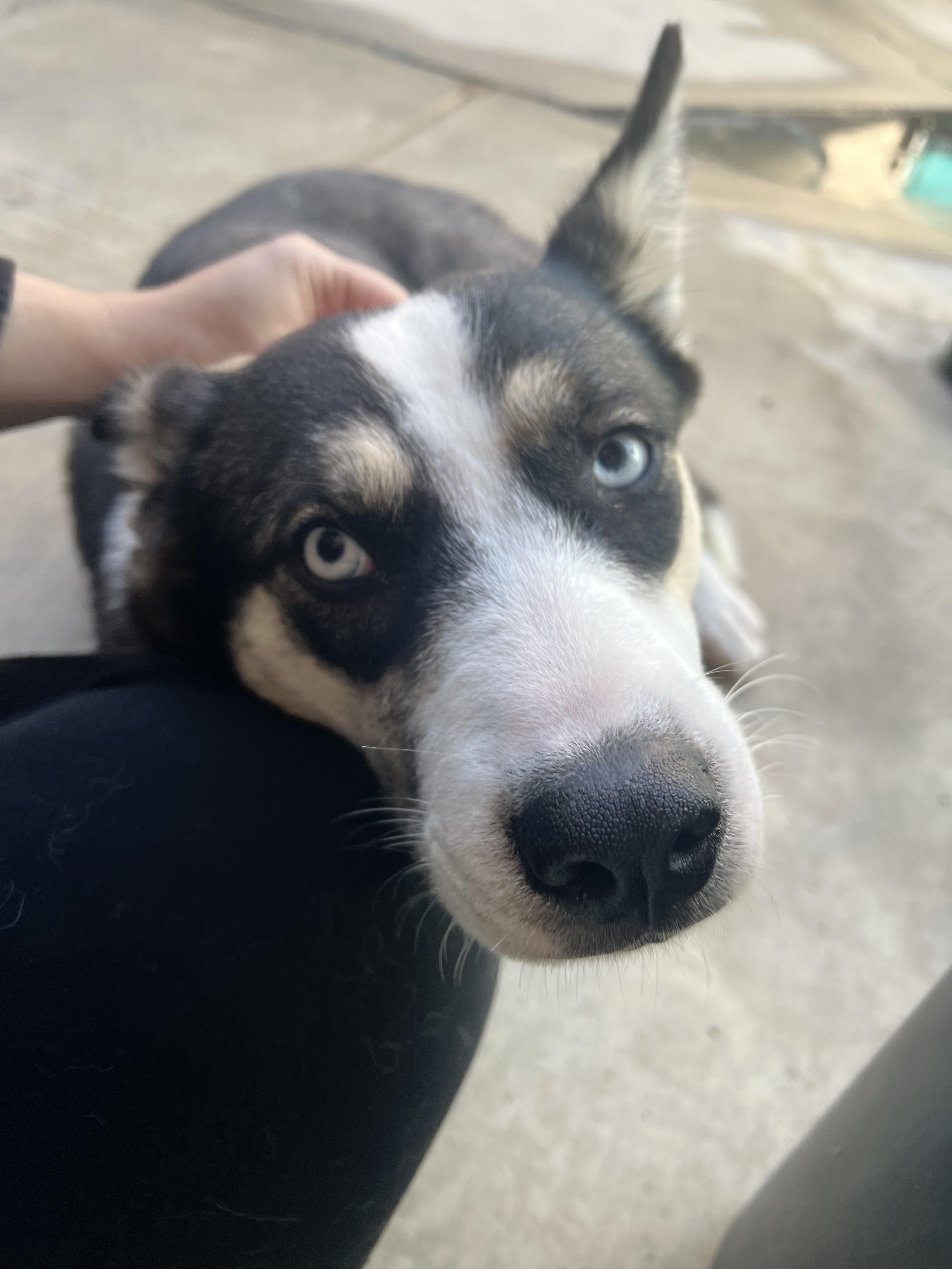 Yuna, a Adoptable mixed breed in Los Angeles, CA image 5/5