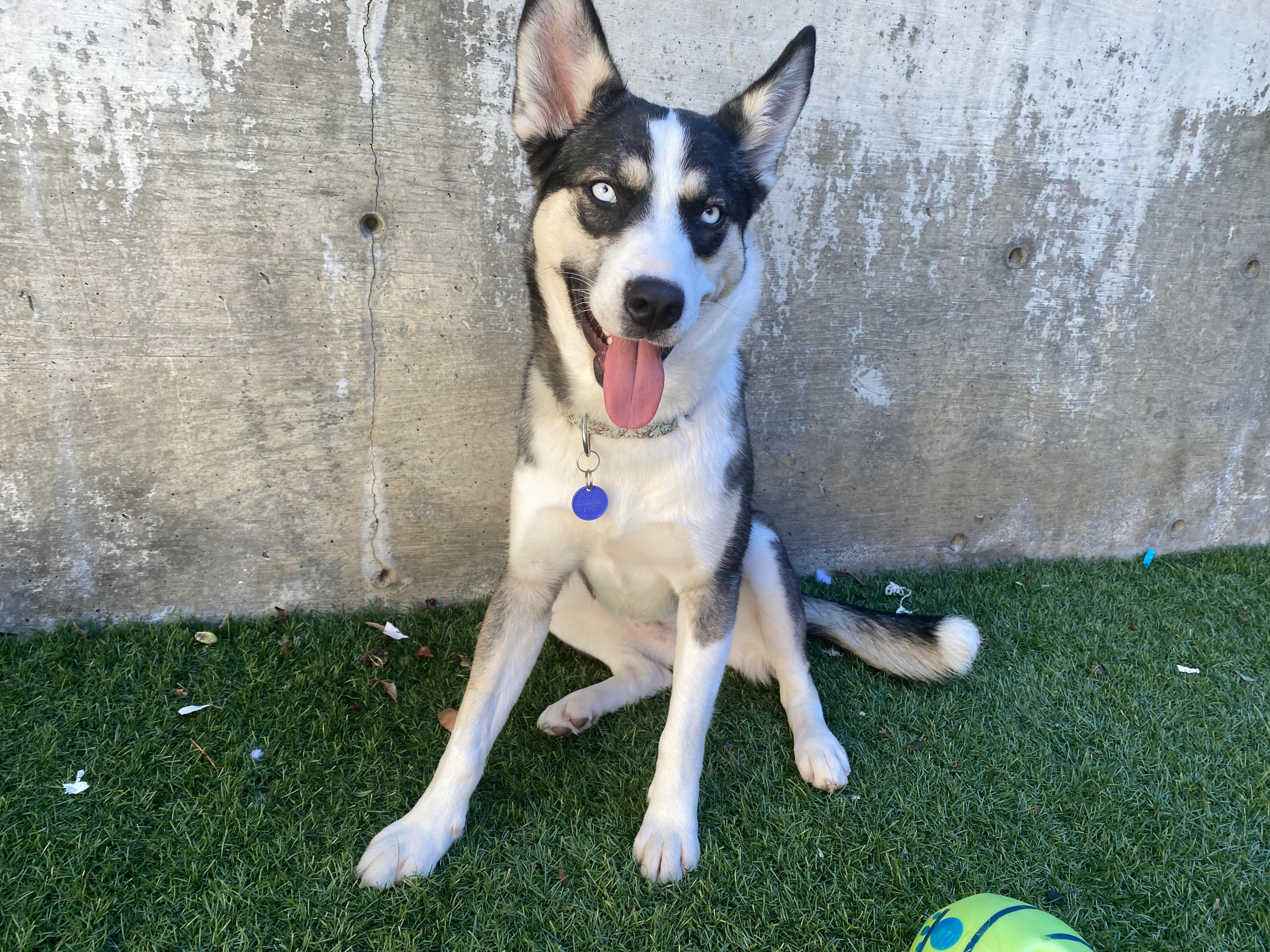 Enlarge Twinkles, a Adoptable mixed breed in Arvada, CO image 1/5