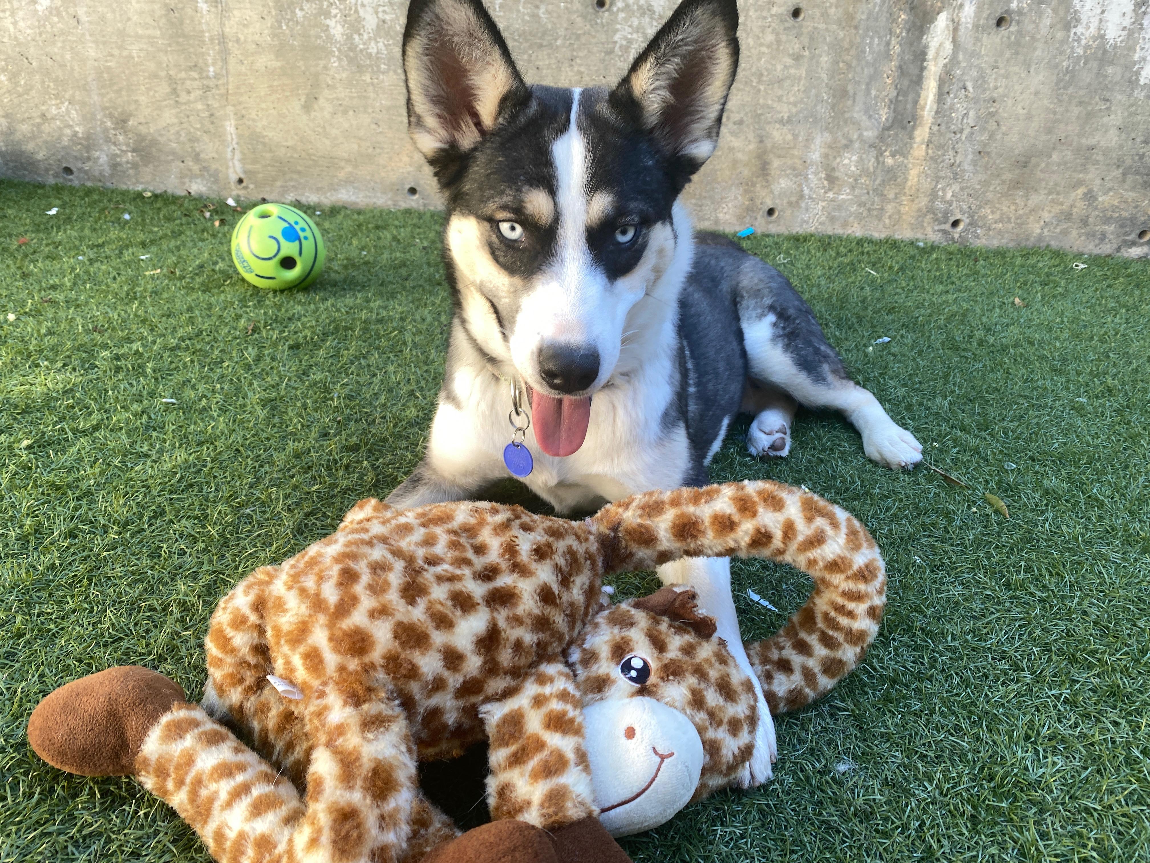 Enlarge Twinkles, a Adoptable mixed breed in Arvada, CO image 2/5