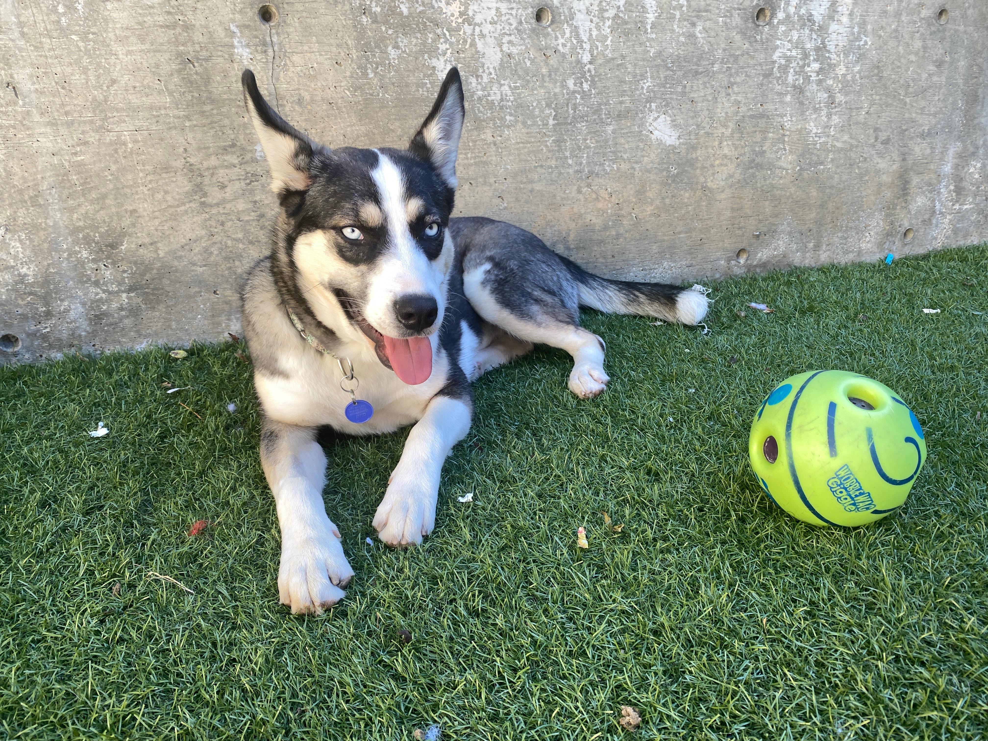 Enlarge Twinkles, a Adoptable mixed breed in Arvada, CO image 3/5