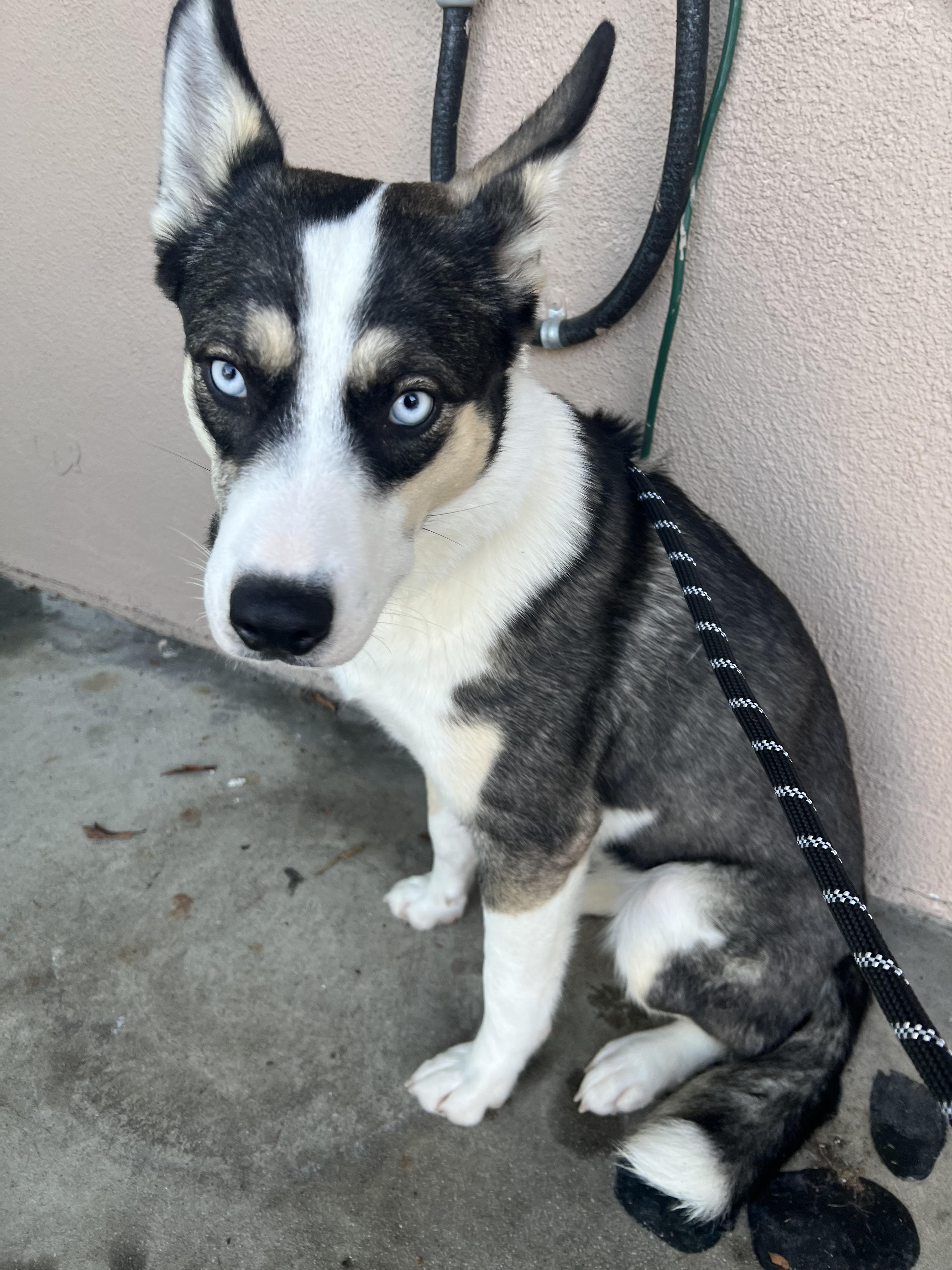 Yuna, Adoptable, Young Female Husky & Border Collie.