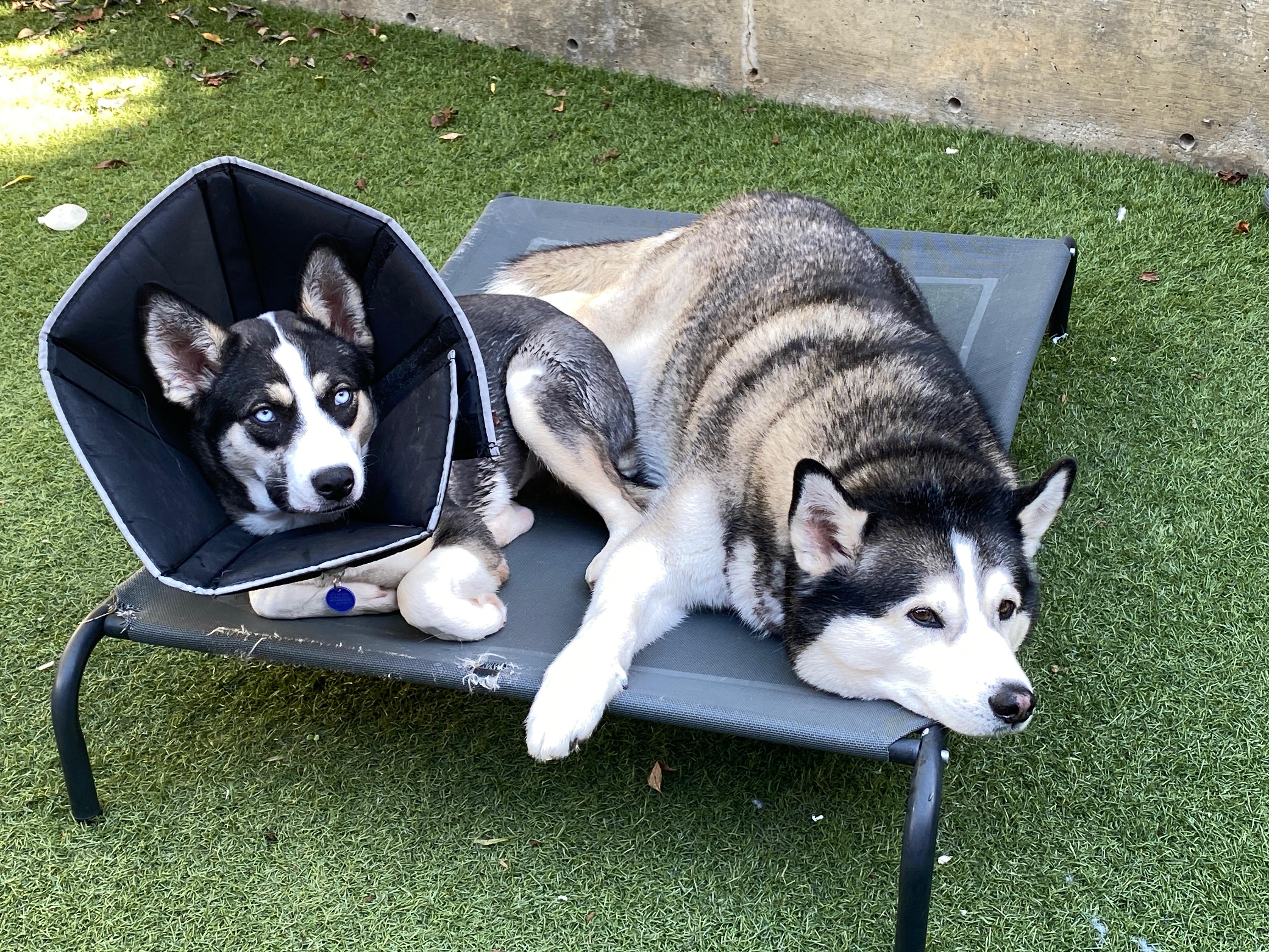 Enlarge Twinkles, a Adoptable mixed breed in Arvada, CO image 4/5