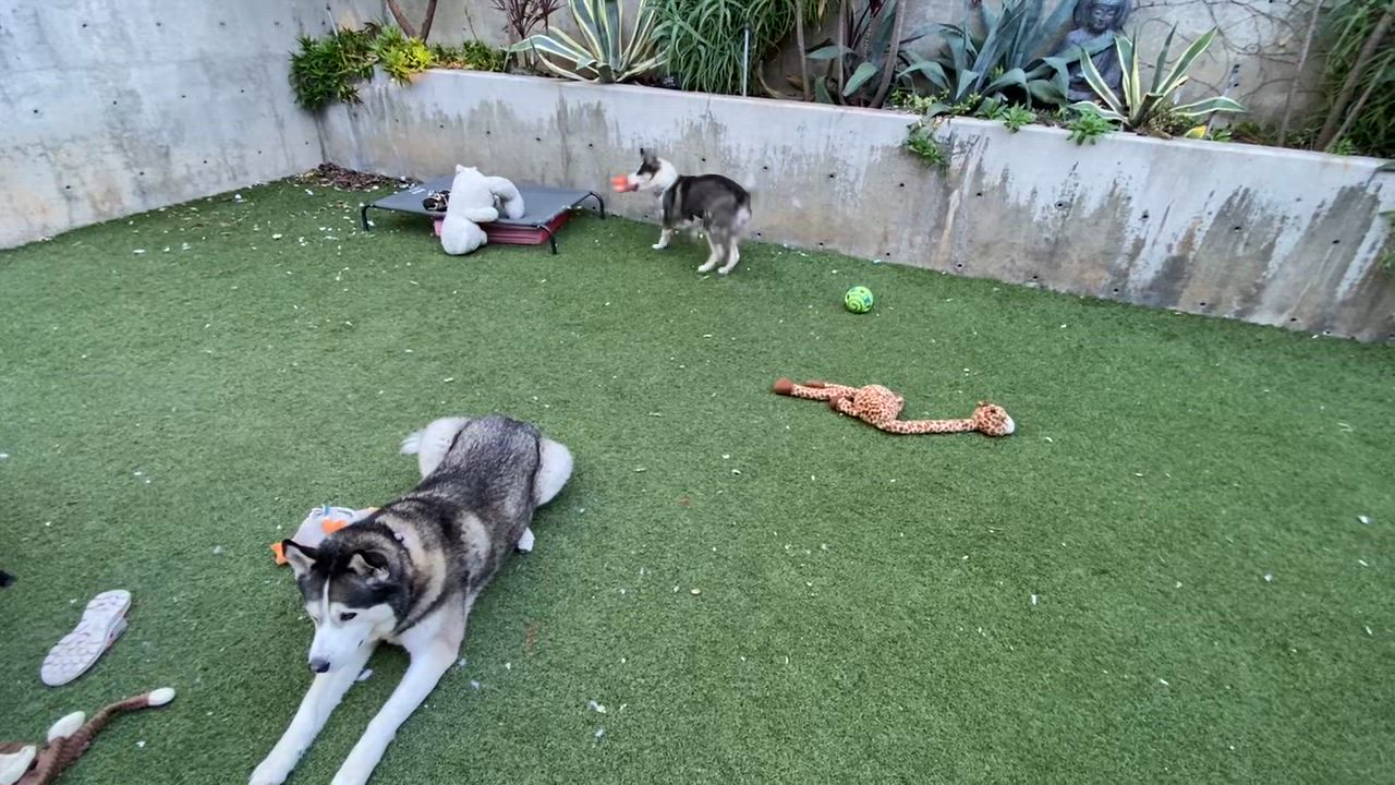 Enlarge Twinkles, a Adoptable mixed breed in Arvada, CO video 5/5