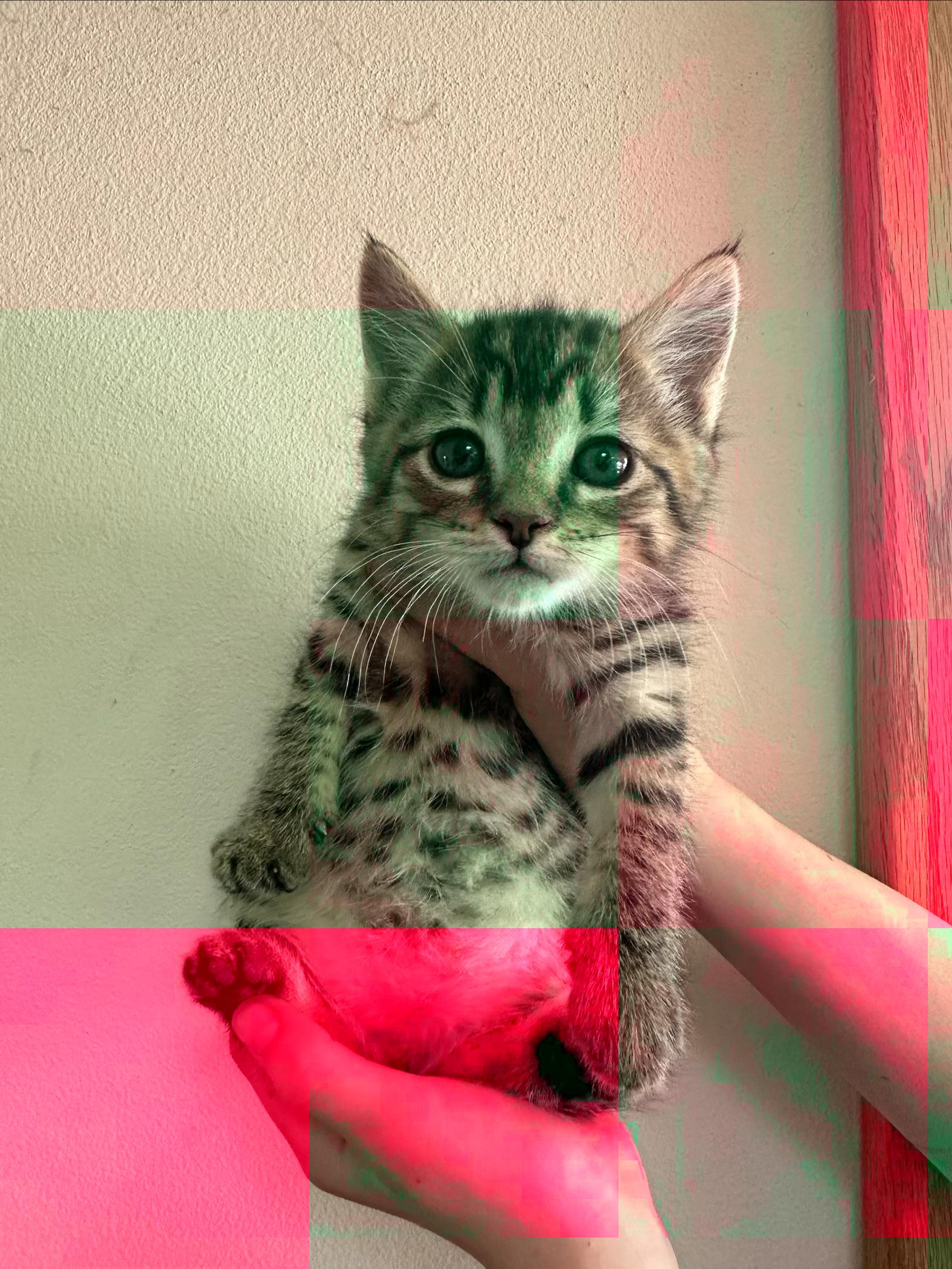 Cumulus, an adopted Domestic Short Hair in Sunnyside, WA image 2/2