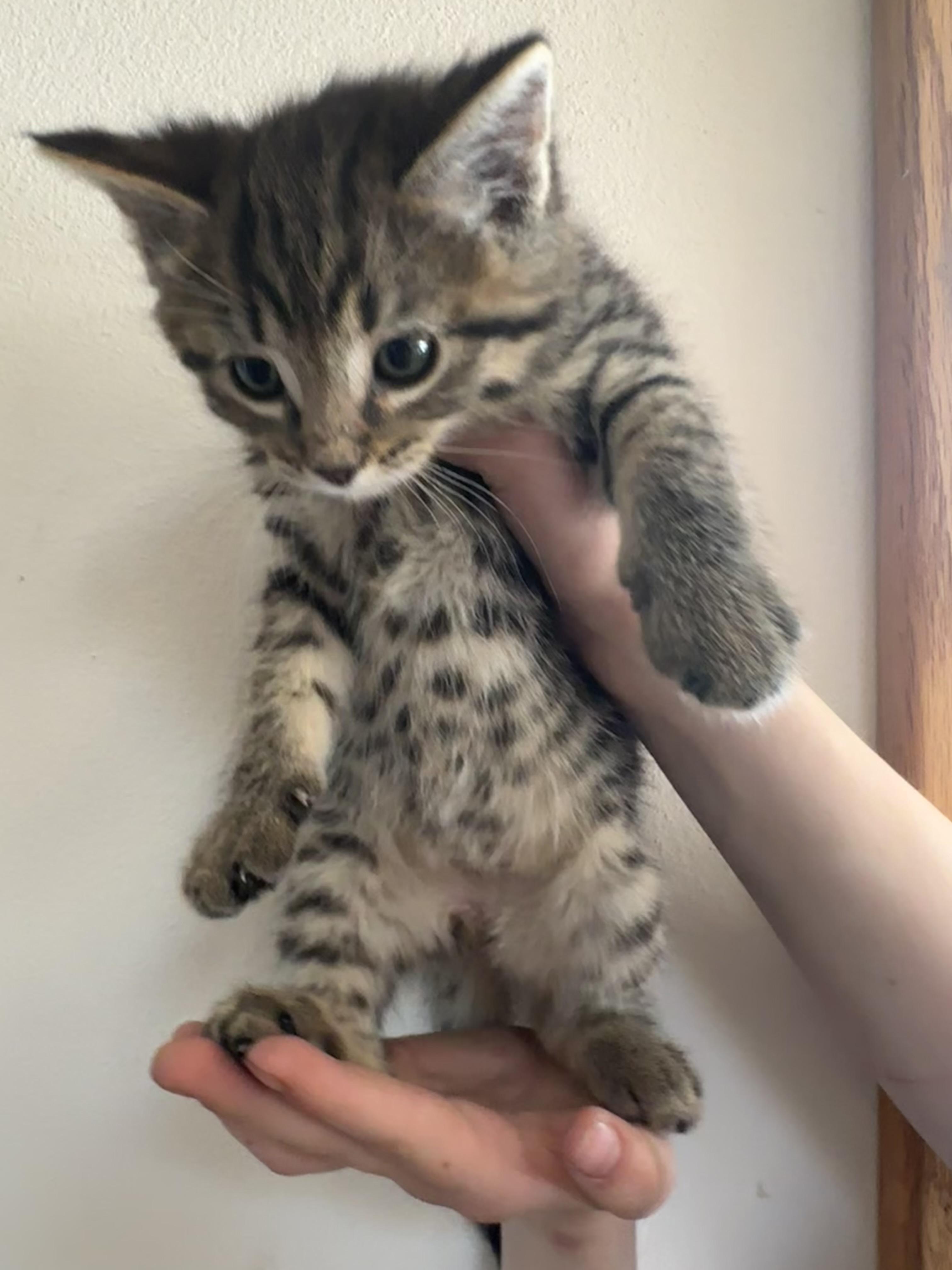 Cumulus, adopted, Young Female Domestic Short Hair.