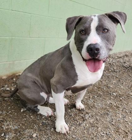 Enlarge Poppy, a Adoptable Pit Bull Terrier in Butte, MT image 1/1