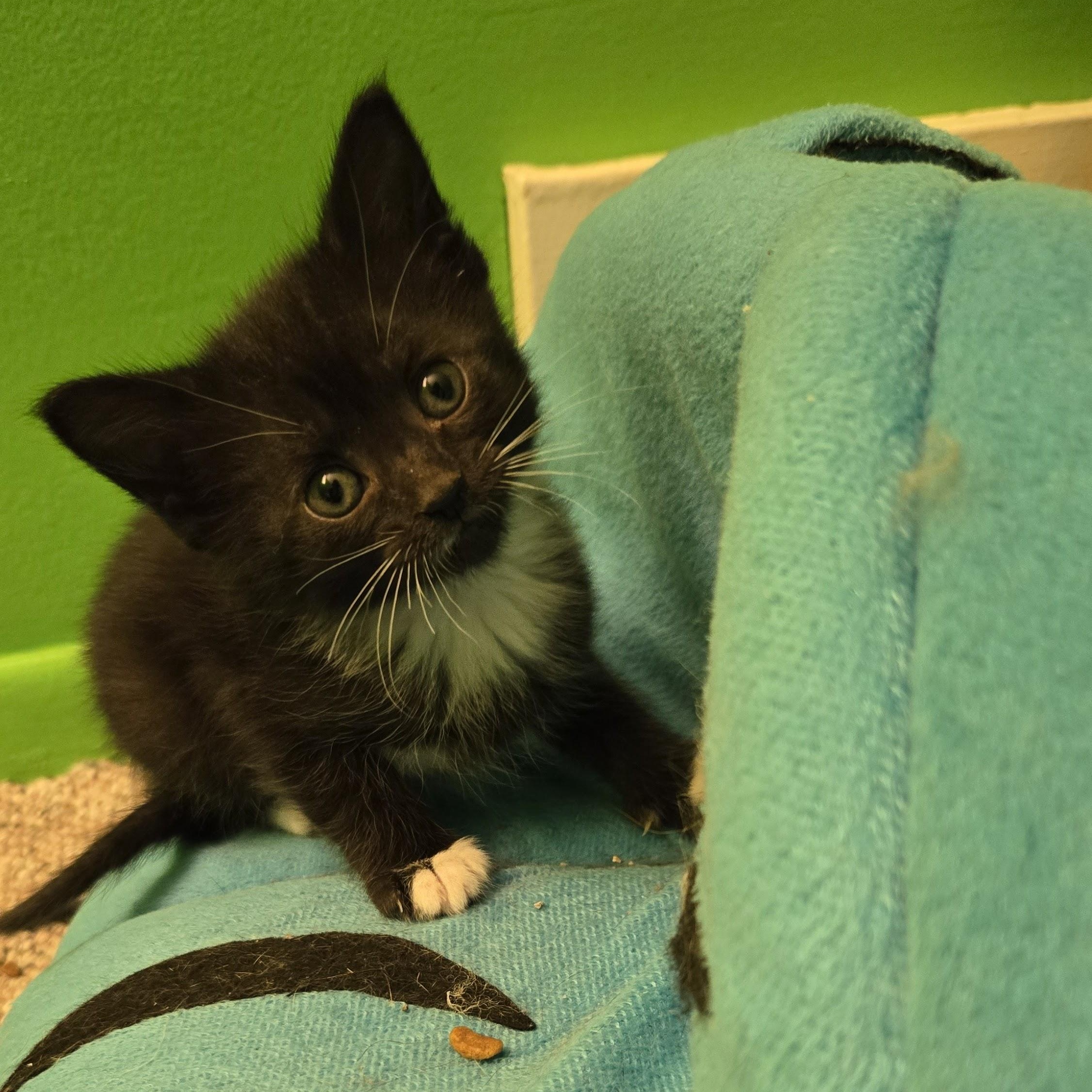 Enlarge Theia, a Adoptable Domestic Short Hair in Swartz Creek, MI image 2/2