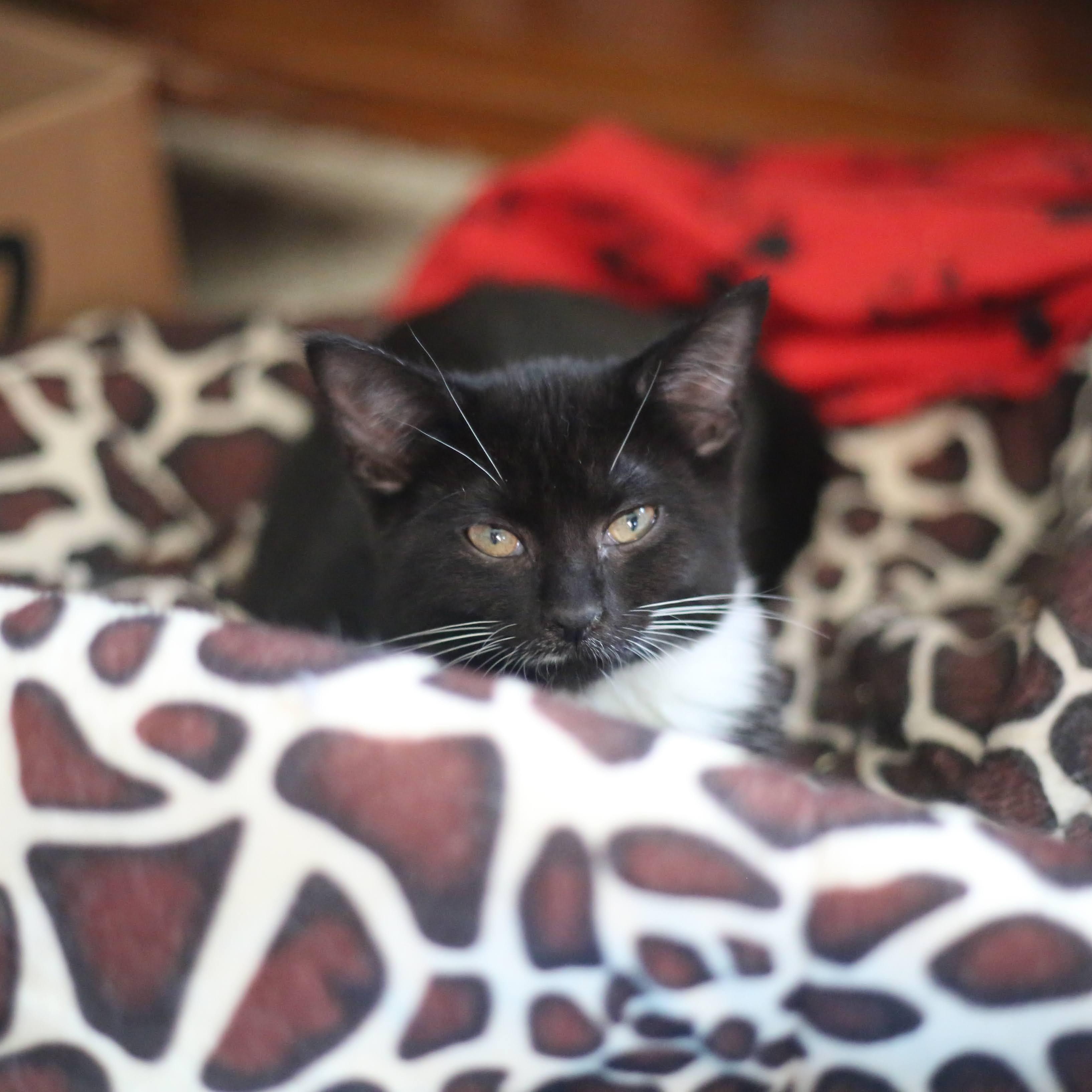 Enlarge Theia, a Adoptable Domestic Short Hair in Swartz Creek, MI image 1/2