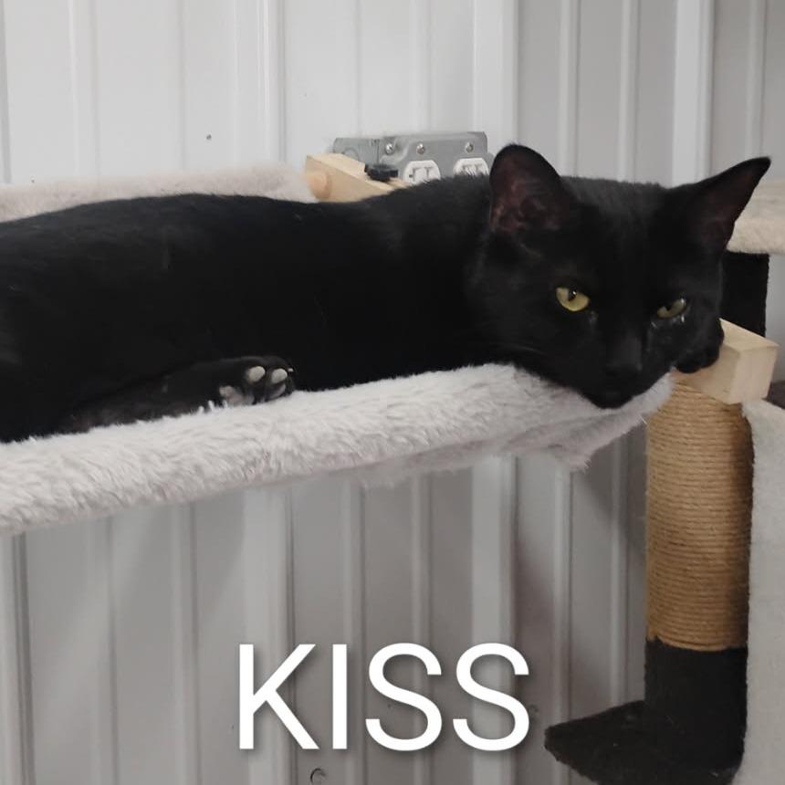 Enlarge KISS, a Adoptable Domestic Short Hair in Corydon, IN image 1/1