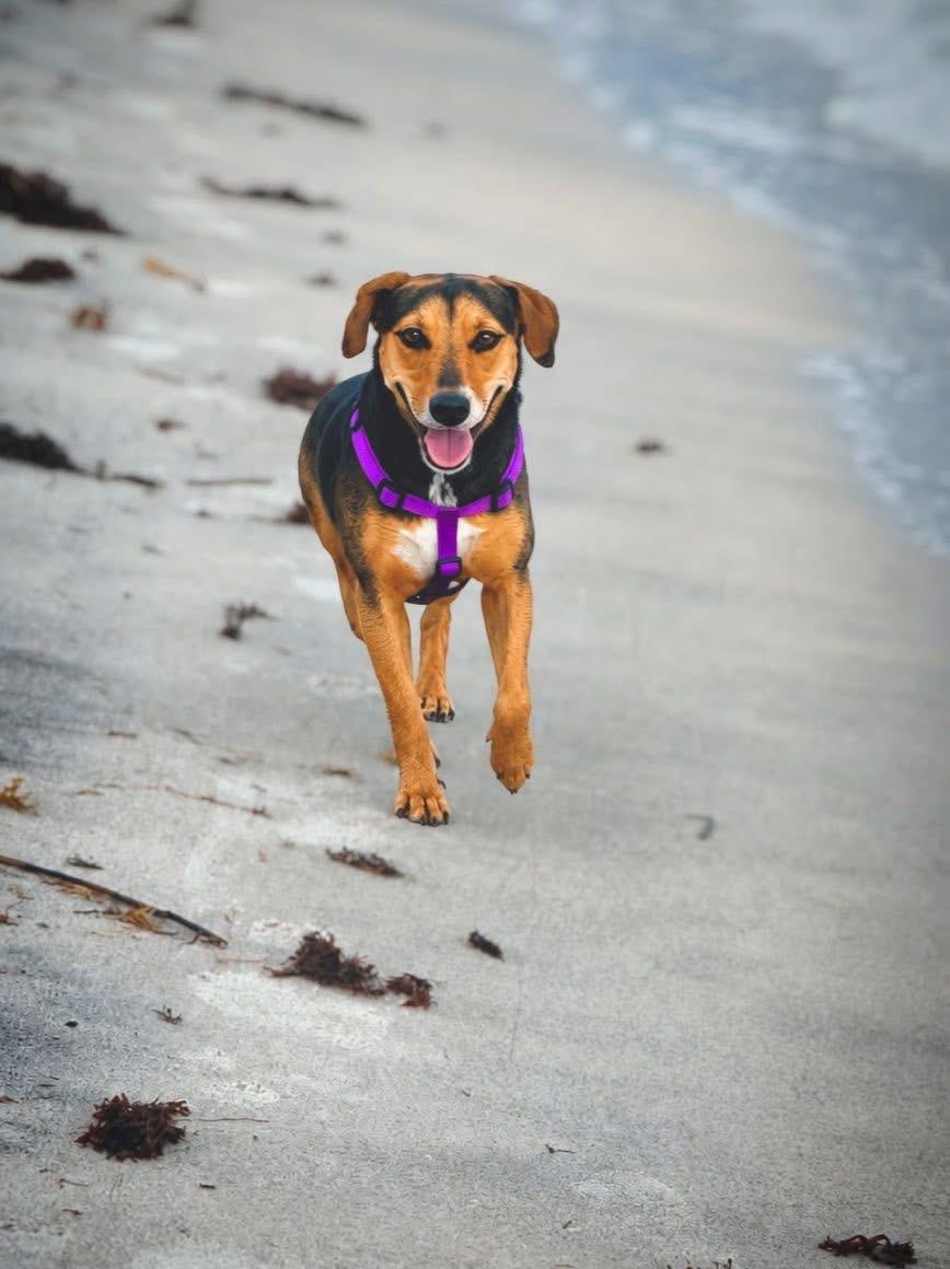 Rose, adoptable, Young Female Mixed Breed.