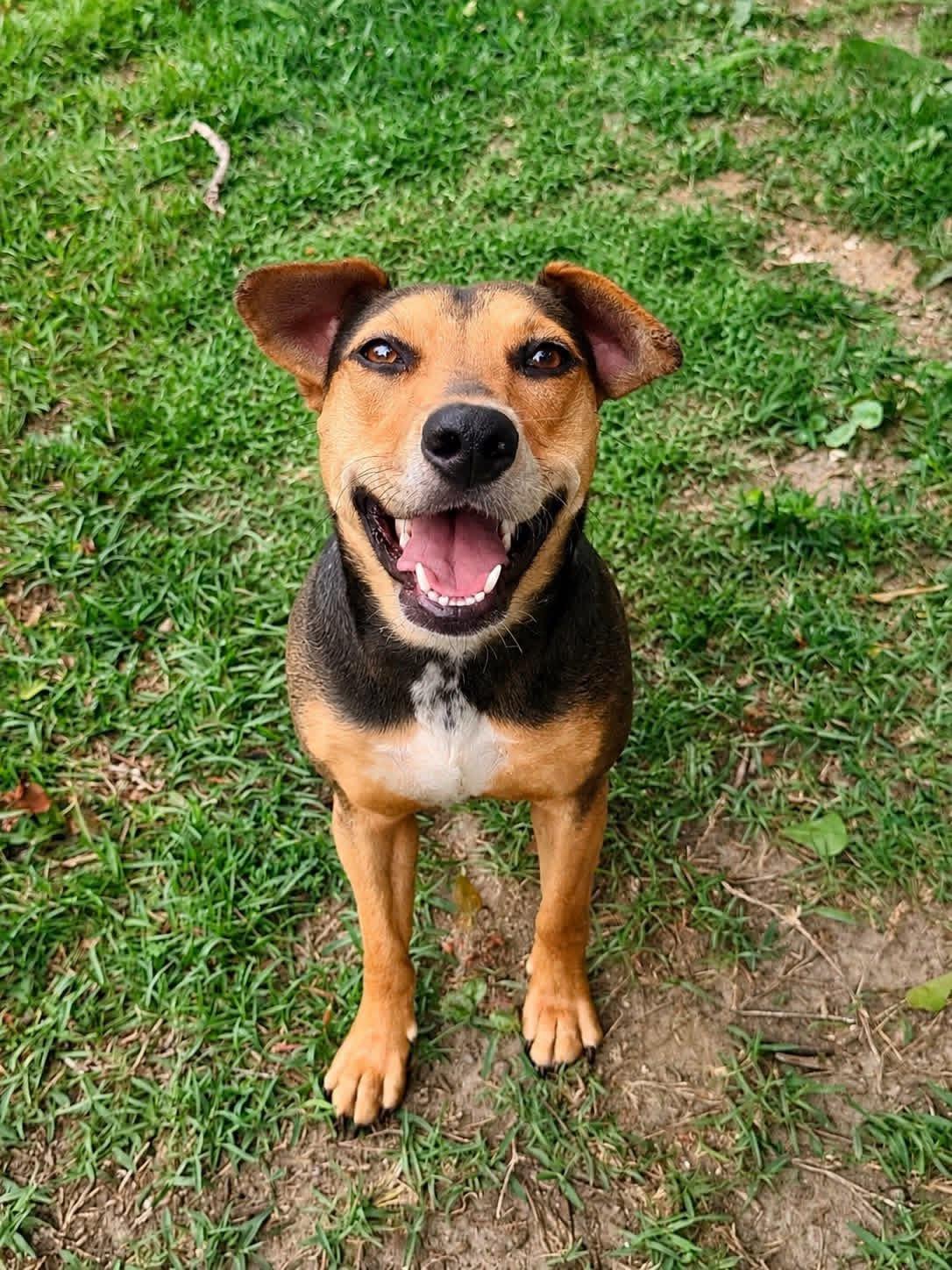Rose, an adoptable Mixed Breed in Mobile, AL image 3/4