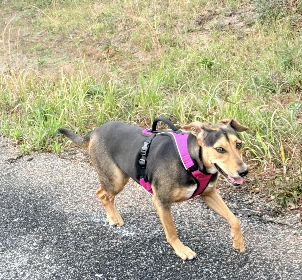 Enlarge Rose, an adoptable Mixed Breed in Mobile, AL image 1/3