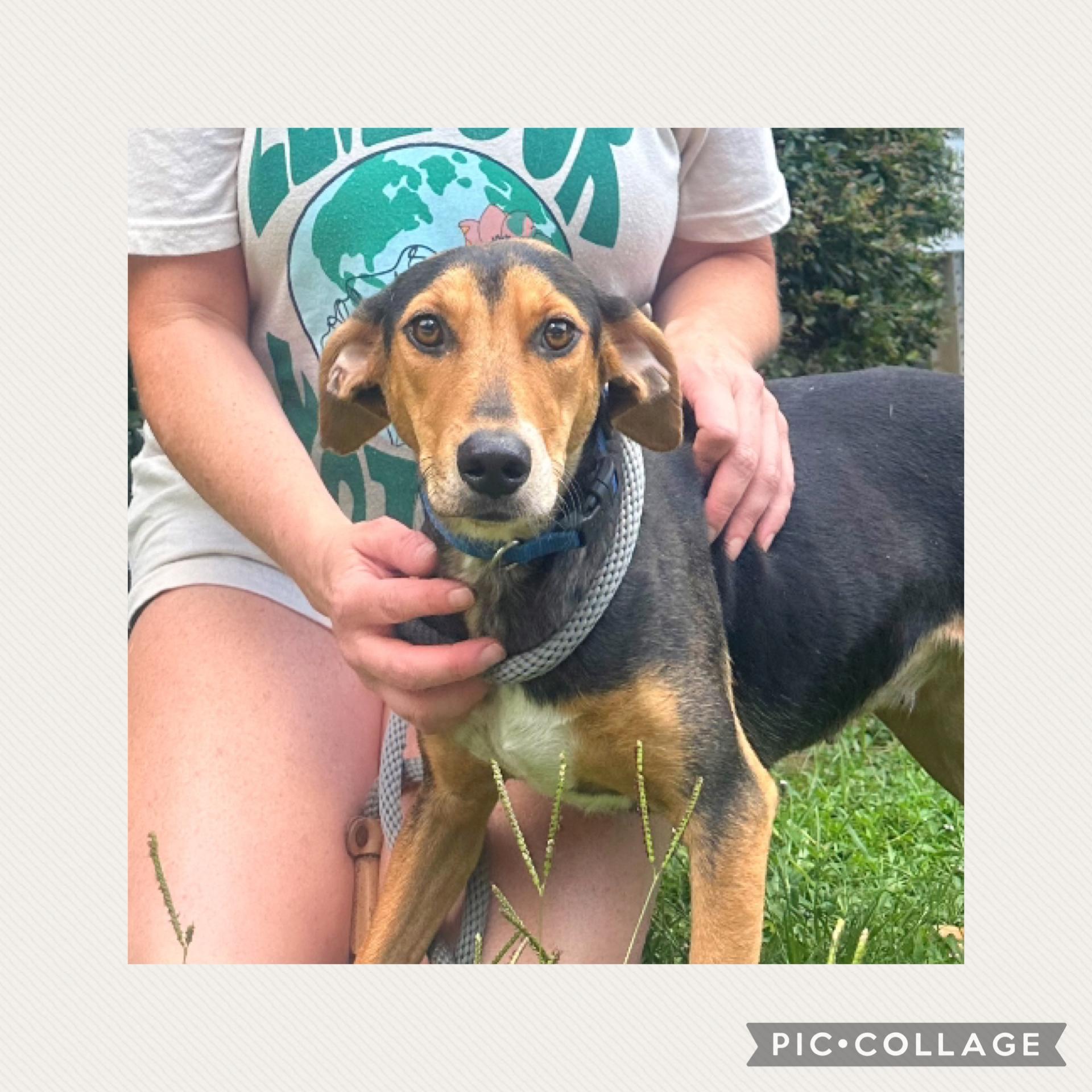 Enlarge Rose, an adoptable Mixed Breed in Mobile, AL image 3/3