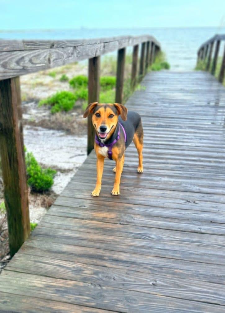 Rose, an adoptable Mixed Breed in Mobile, AL image 4/4