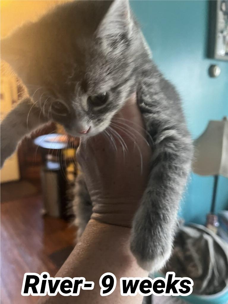 River (J), Adoptable, Kitten Male Domestic Short Hair.