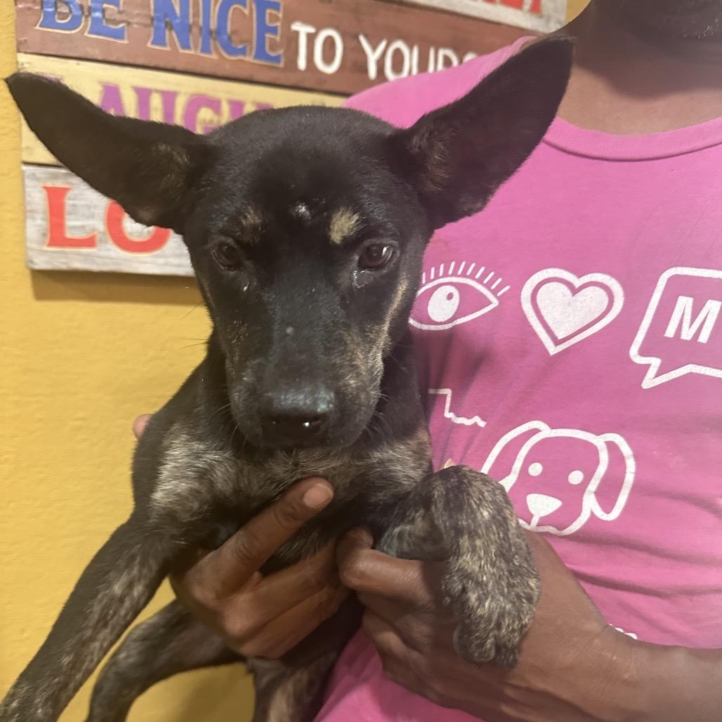 Lyra - Local November 6-8, Adoptable, Puppy Female Labrador Retriever.