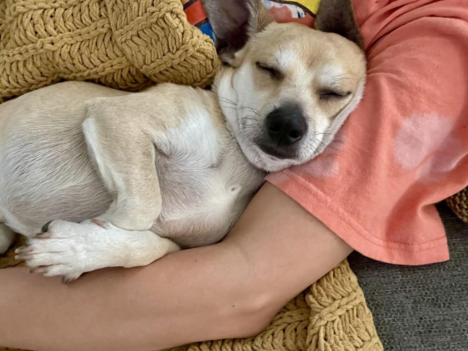 Ignacio, Adoptable, Adult Male Chihuahua.