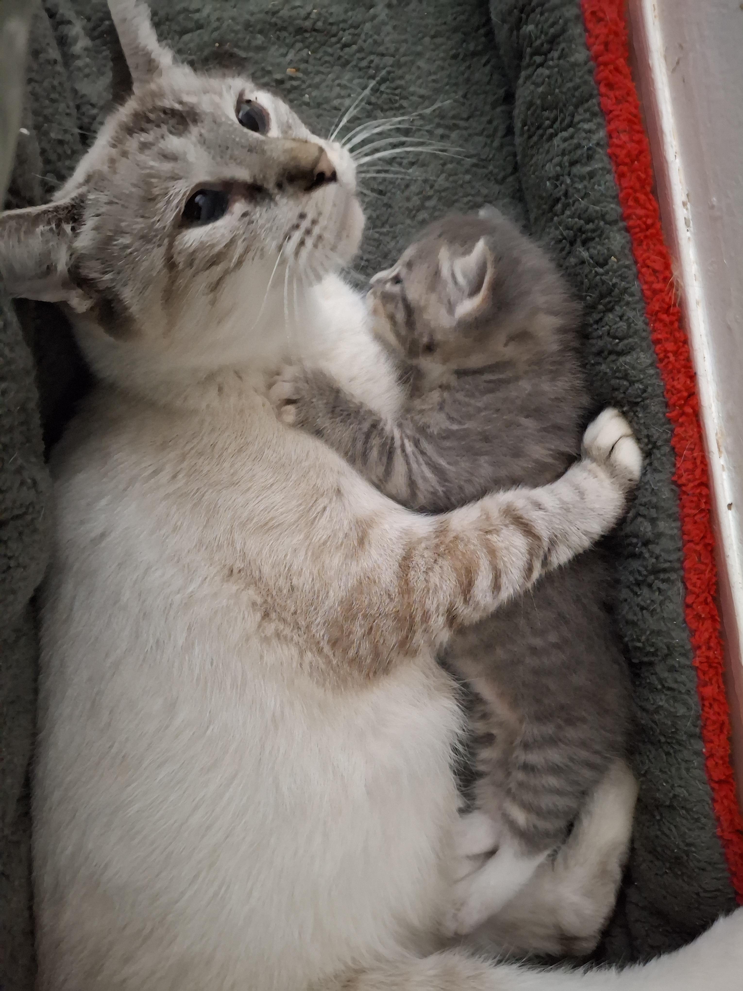 Enlarge Sparrow, a Adoptable Siamese in Bear, DE image 4/4