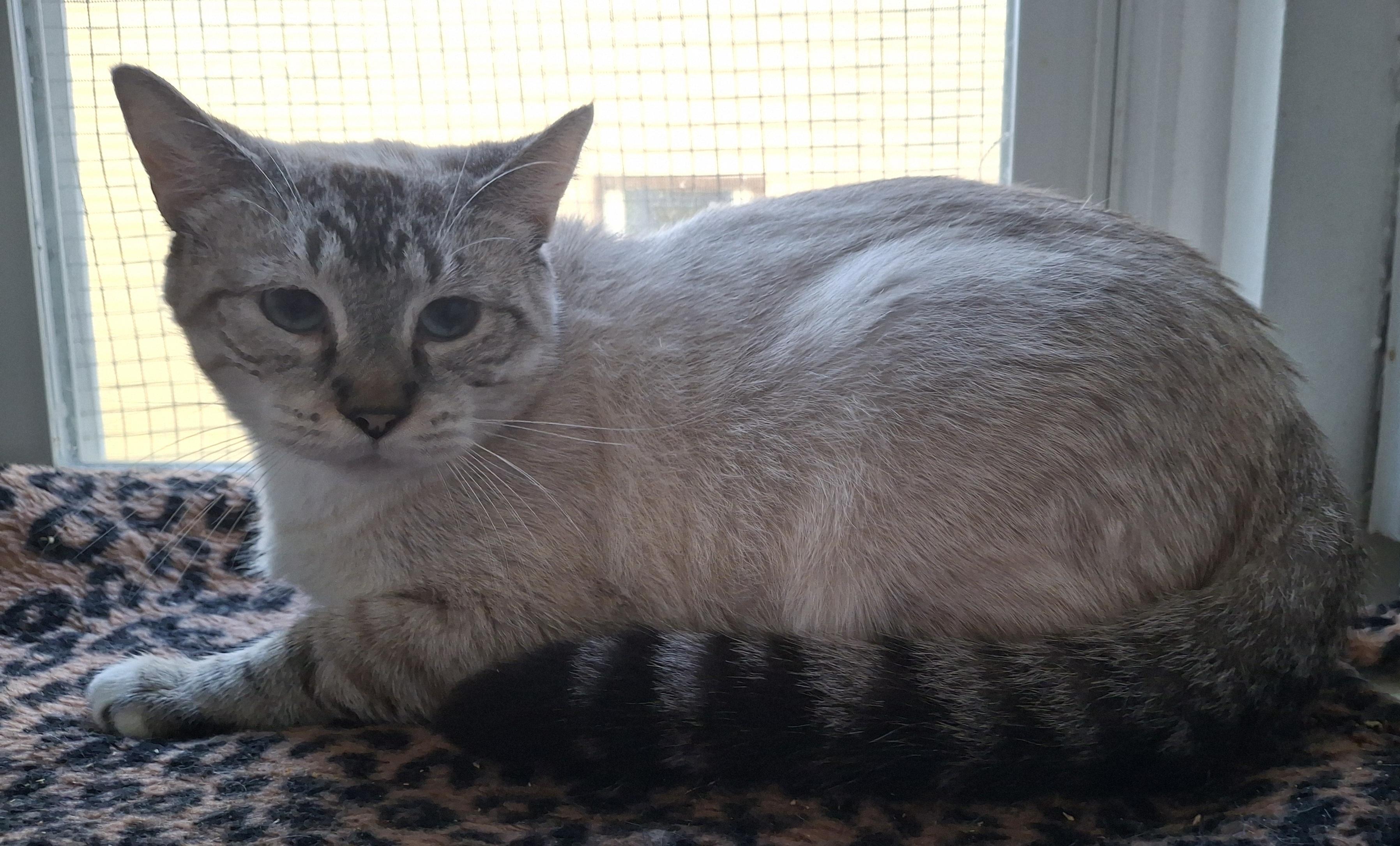 Sparrow, Adoptable, Adult Female Siamese.