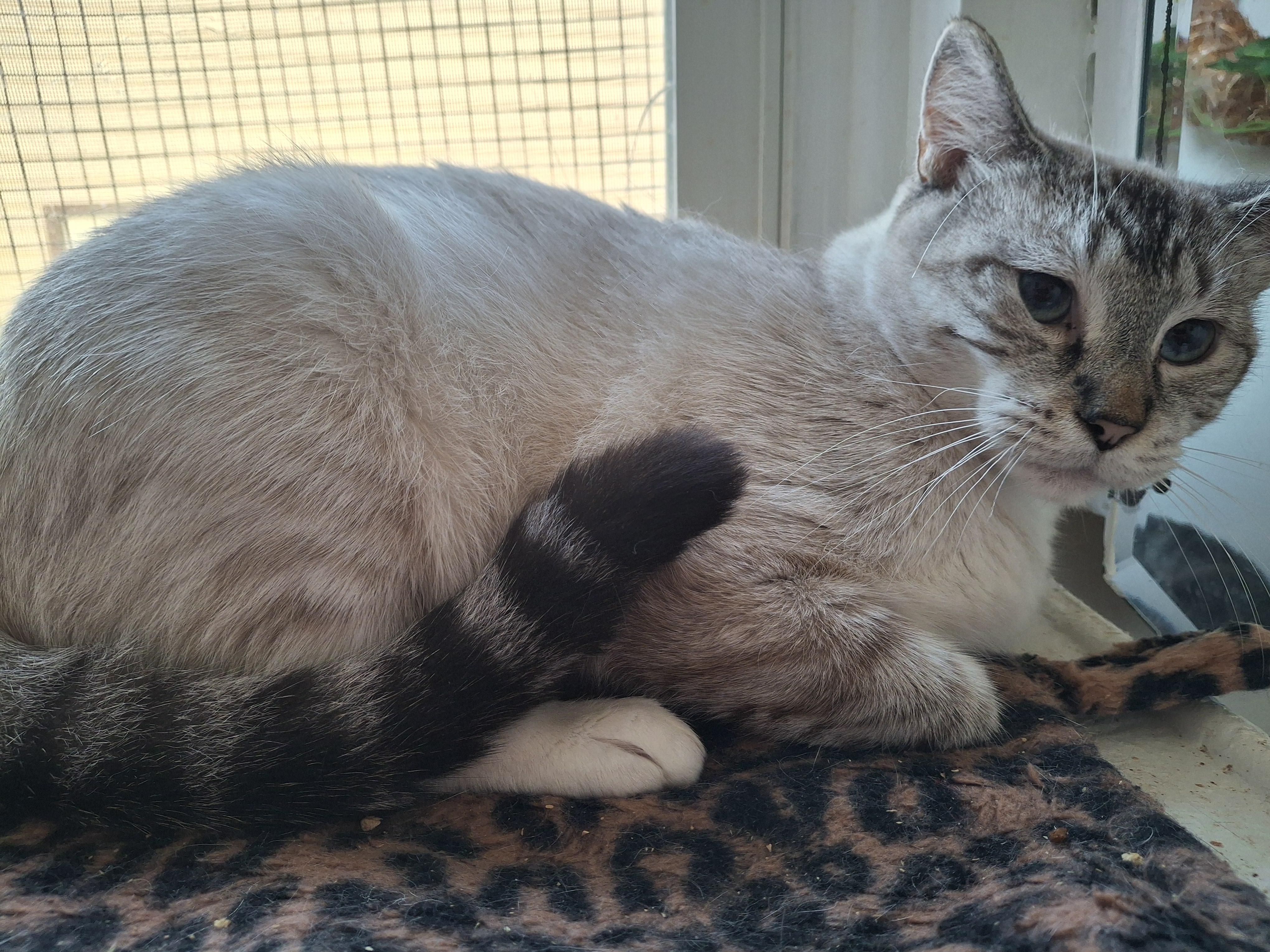 Enlarge Sparrow, a Adoptable Siamese in Bear, DE image 2/4