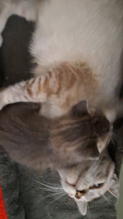 Enlarge Sparrow, a Adoptable Siamese in Bear, DE video 3/4