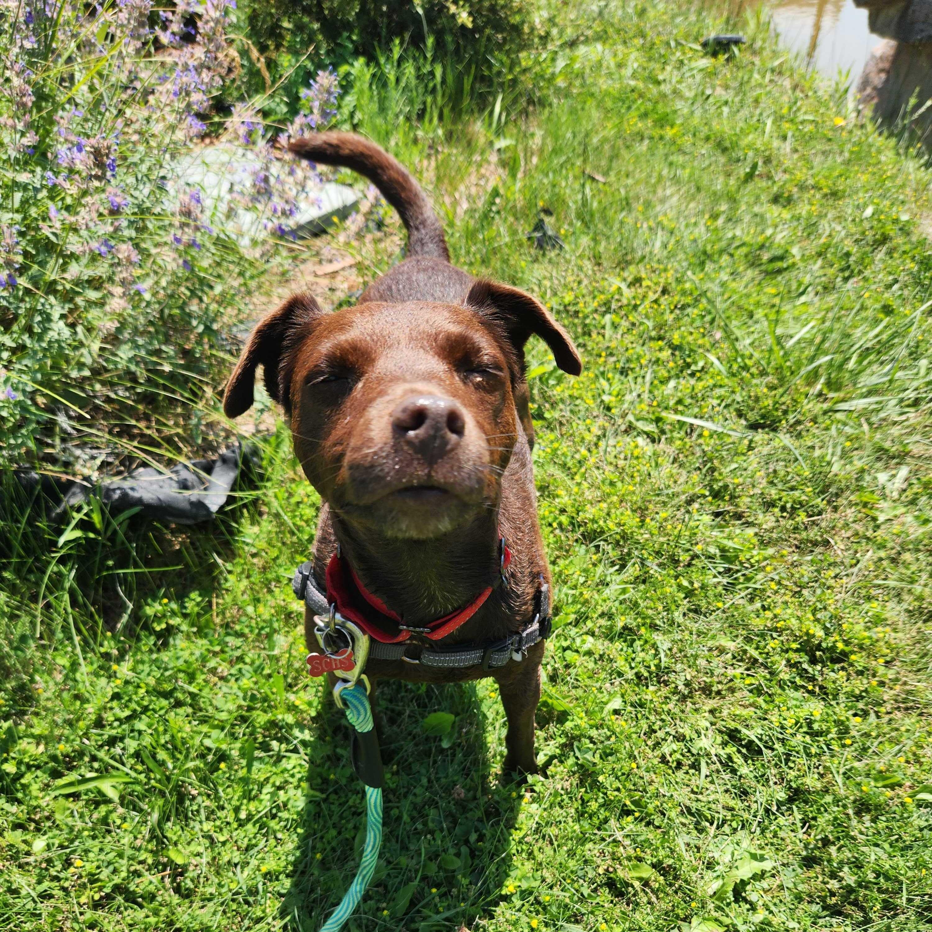 Rona, an adoptable mixed breed in Ridgway, CO image 3/6