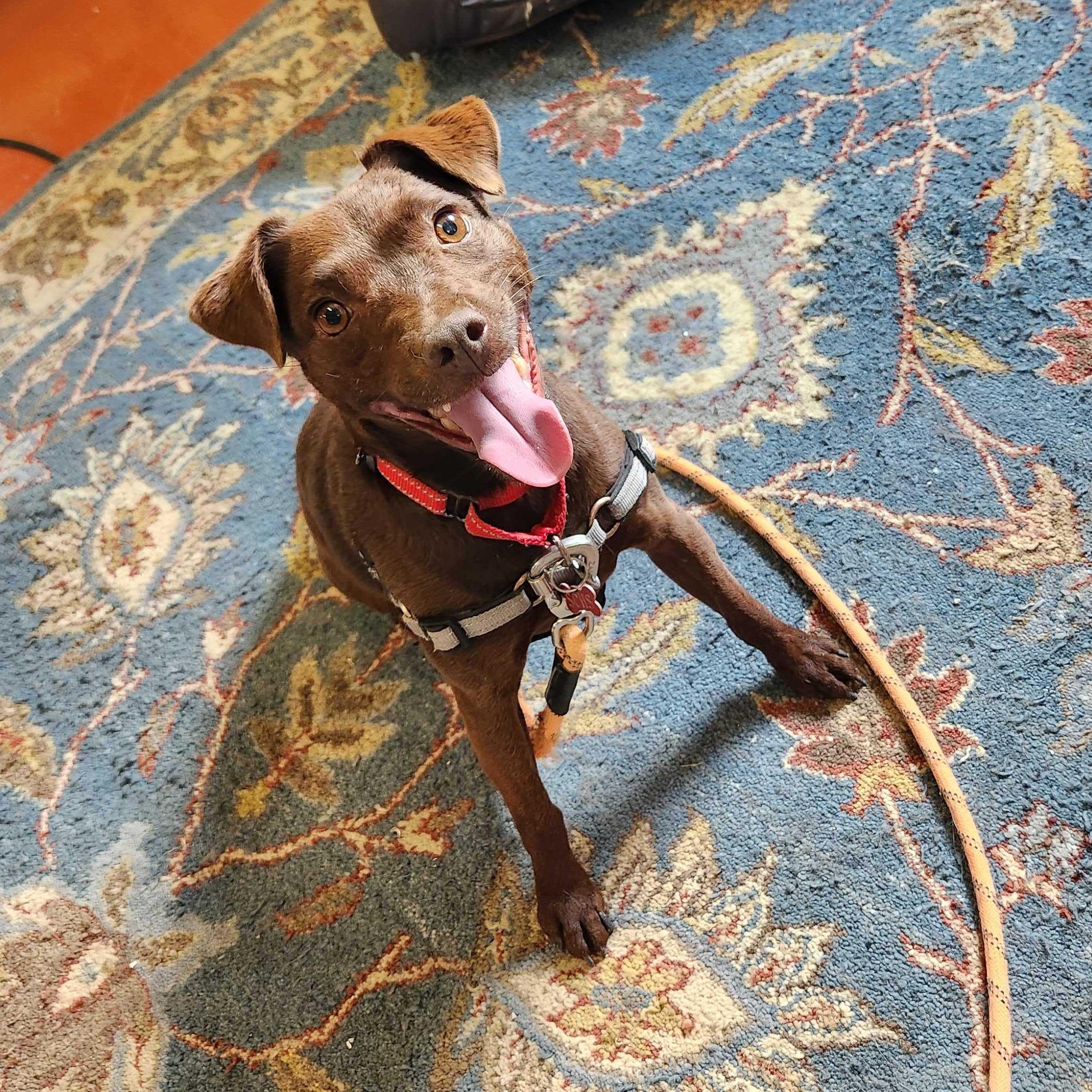 Rona, an adoptable mixed breed in Ridgway, CO image 2/6