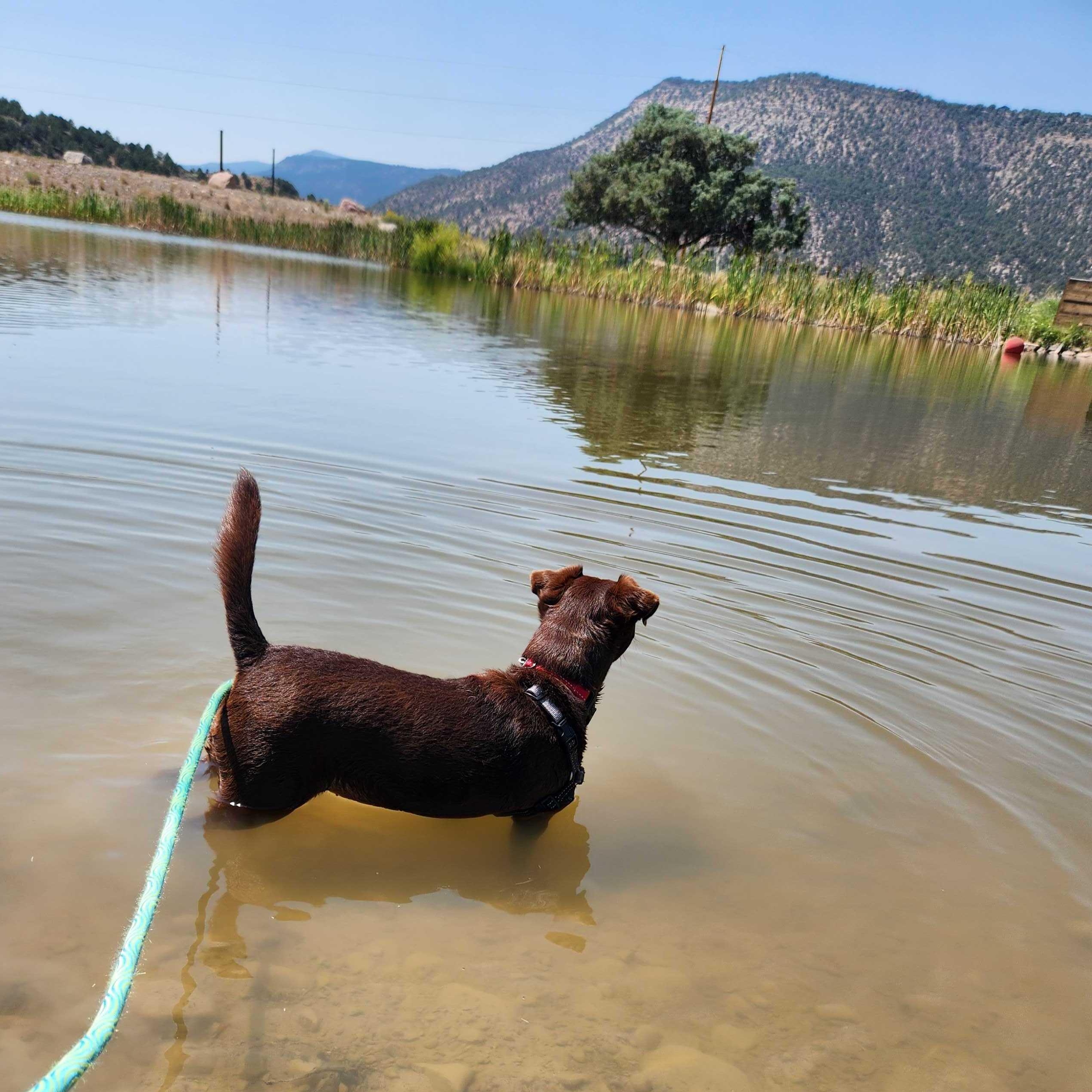 Rona, an adoptable mixed breed in Ridgway, CO image 6/6