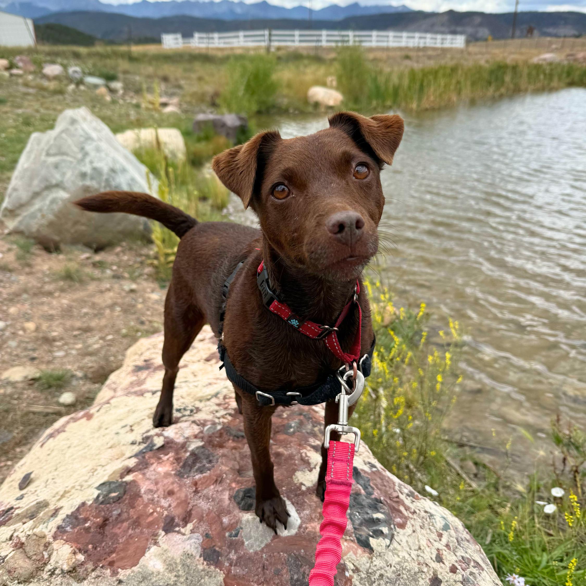Enlarge Rona "The Purple", a Adoptable mixed breed in Ridgway, CO image 2/6