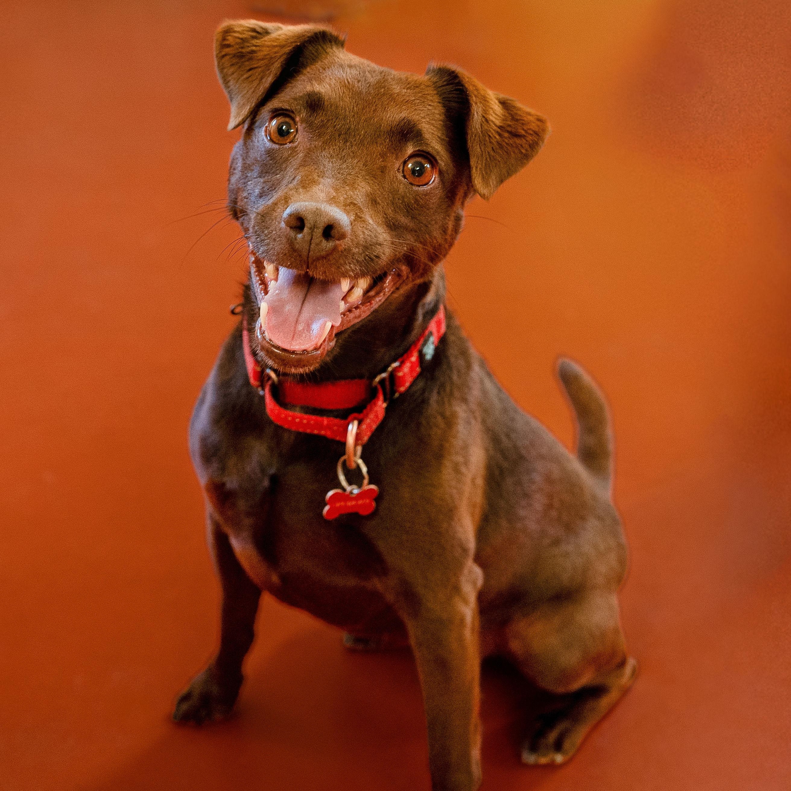 Rona "The Purple", Adoptable, Adult Female Patterdale Terrier / Fell Terrier.