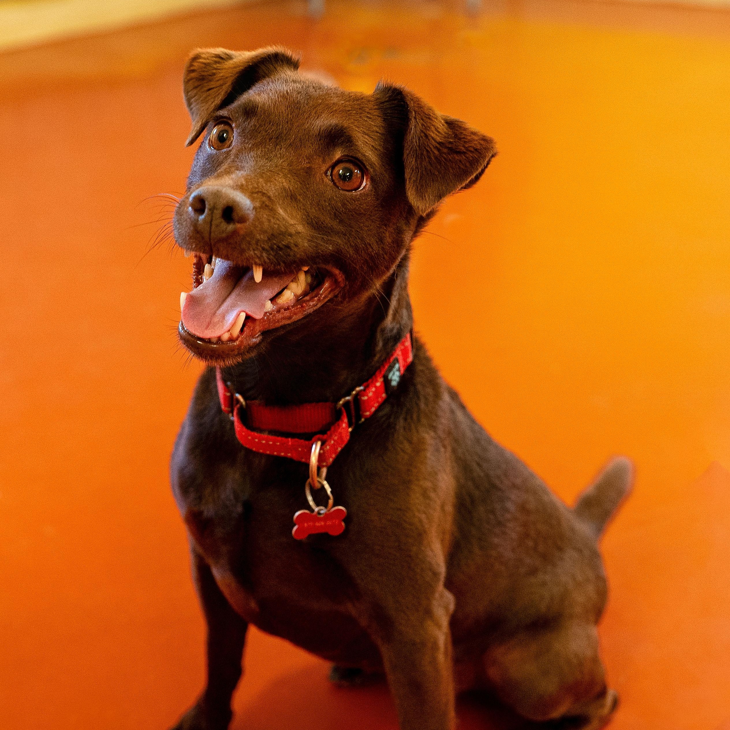 Enlarge Rona "The Purple", a Adoptable mixed breed in Ridgway, CO image 6/6