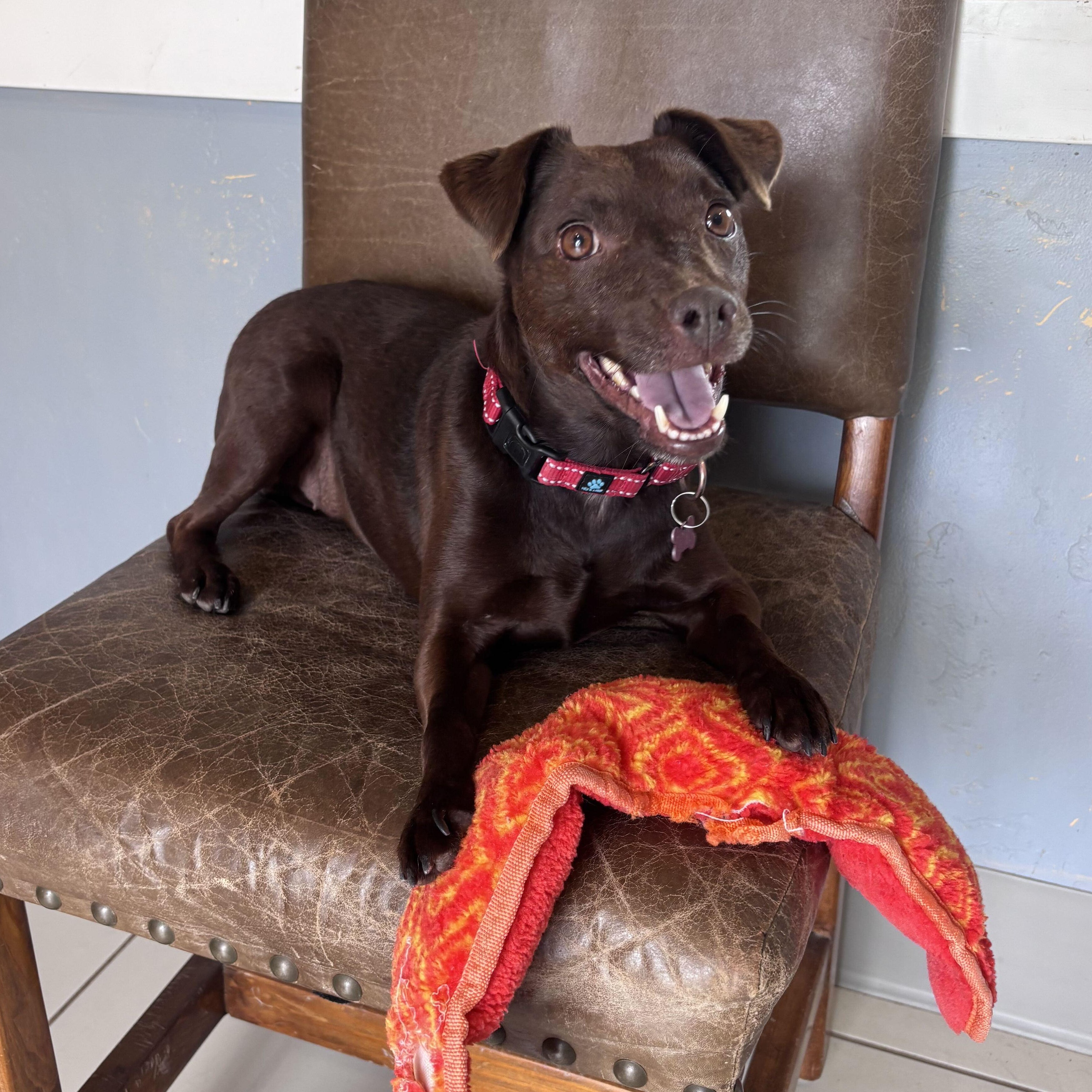 Rona, an adoptable mixed breed in Ridgway, CO image 5/6