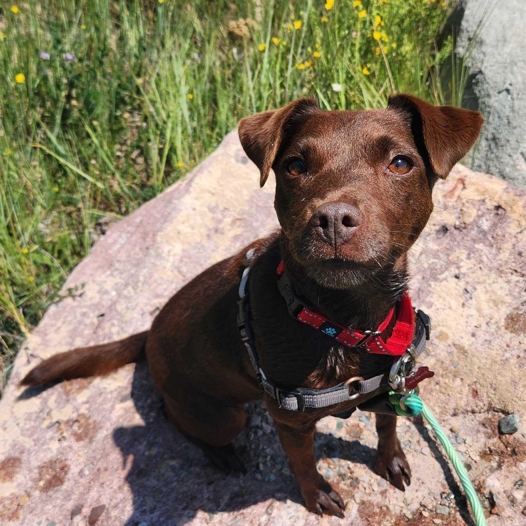 Rona, adoptable, Adult Female Patterdale Terrier / Fell Terrier.