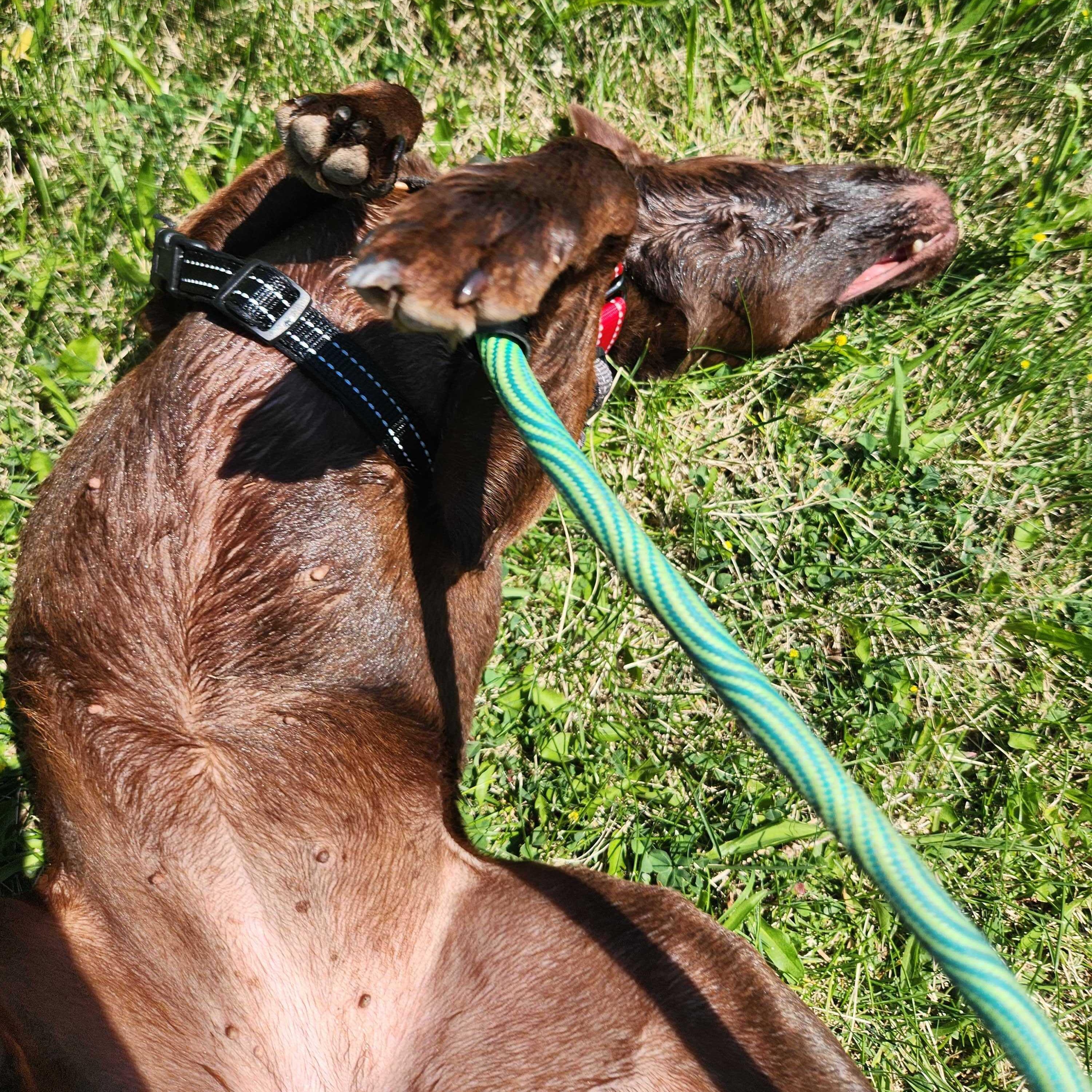 Rona, an adoptable mixed breed in Ridgway, CO image 4/6