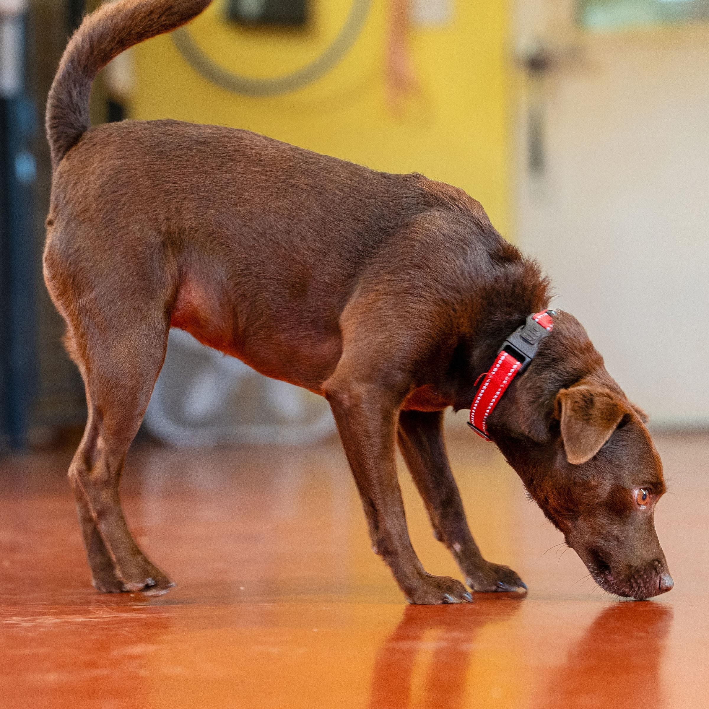 Enlarge Rona "The Purple", a Adoptable mixed breed in Ridgway, CO image 4/6
