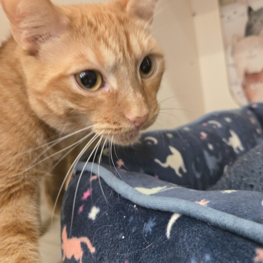 Remy Dyal-SD, Adoptable, Young Male Domestic Short Hair.