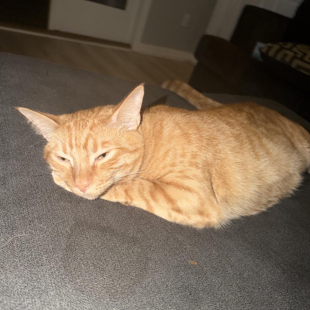 Enlarge Remy Dyal-SD, a Adoptable Domestic Short Hair in Tallahassee, FL image 3/4