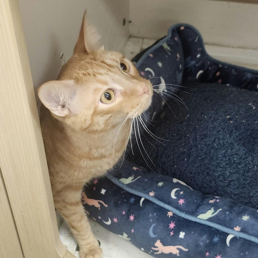 Enlarge Remy Dyal-SD, a Adoptable Domestic Short Hair in Tallahassee, FL image 4/4