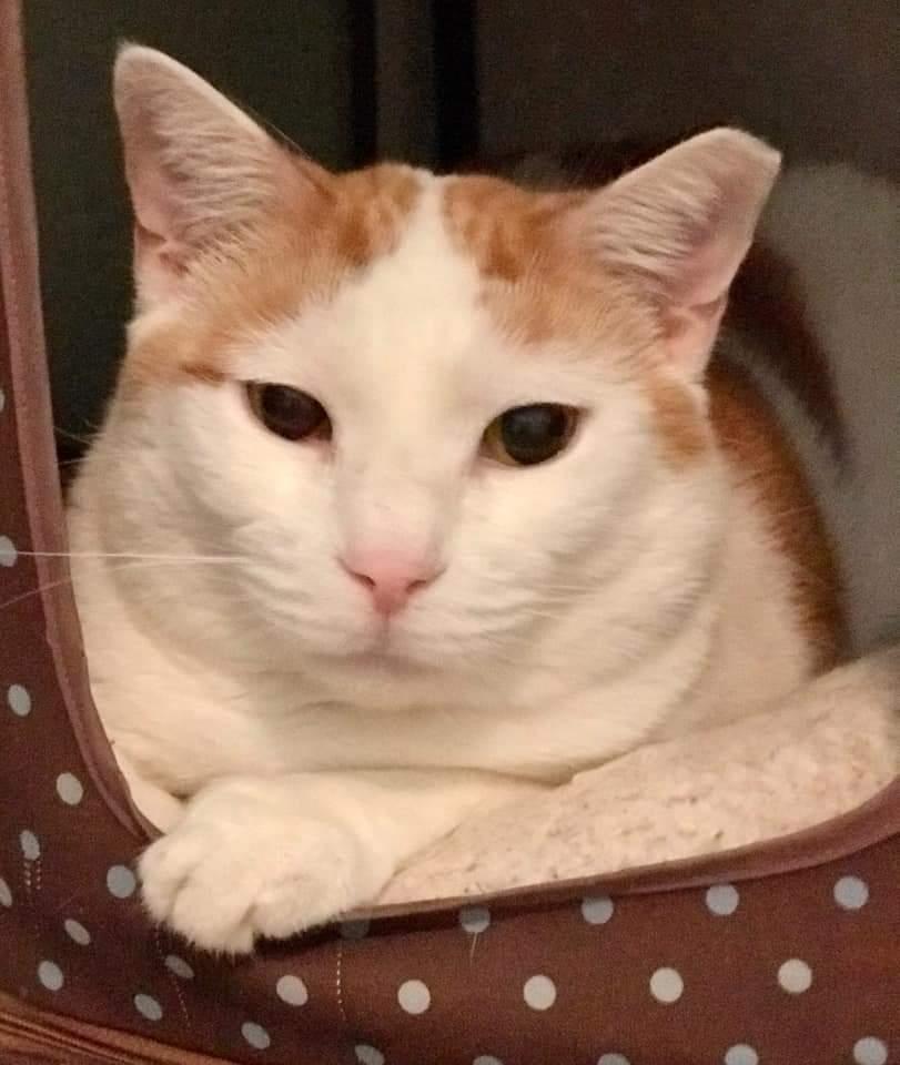 Enlarge Creamsicle, a Adoptable Domestic Short Hair in Chandler, AZ image 1/3