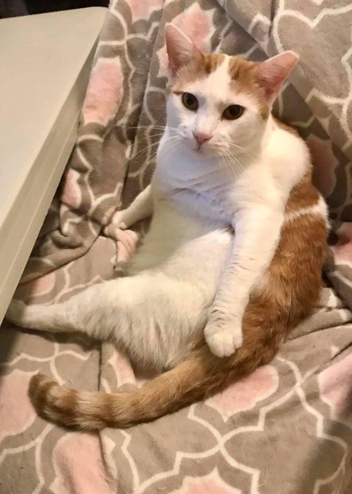 Enlarge Creamsicle, a Adoptable Domestic Short Hair in Chandler, AZ image 2/3