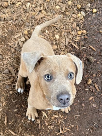 Enlarge Freedom, a Adoptable mixed breed in Cumming, GA image 2/3