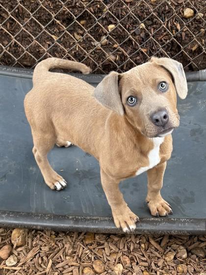 Enlarge Freedom, a Adoptable mixed breed in Cumming, GA image 3/3