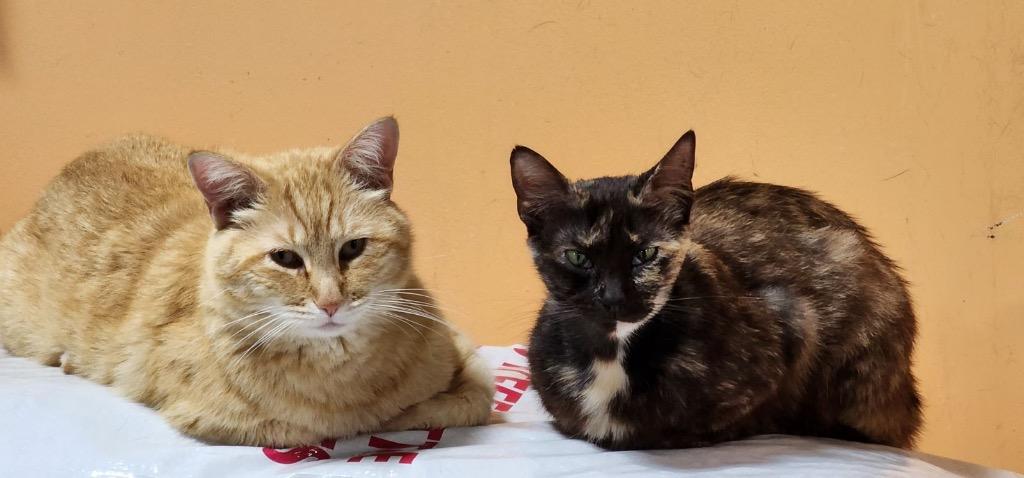 Mel / CJ II, a Adoptable mixed breed in Fort Lupton, CO image 2/6