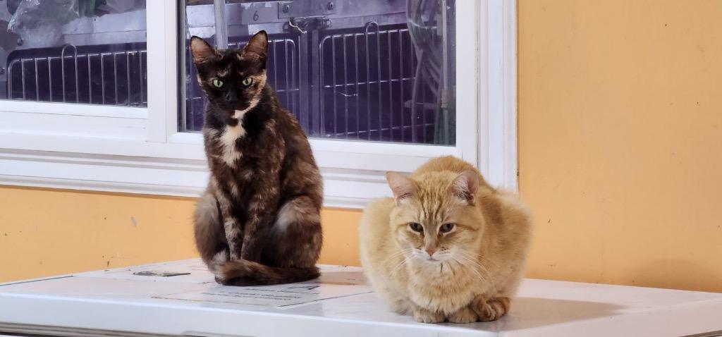 Mel / CJ II, a Adoptable mixed breed in Fort Lupton, CO image 3/6