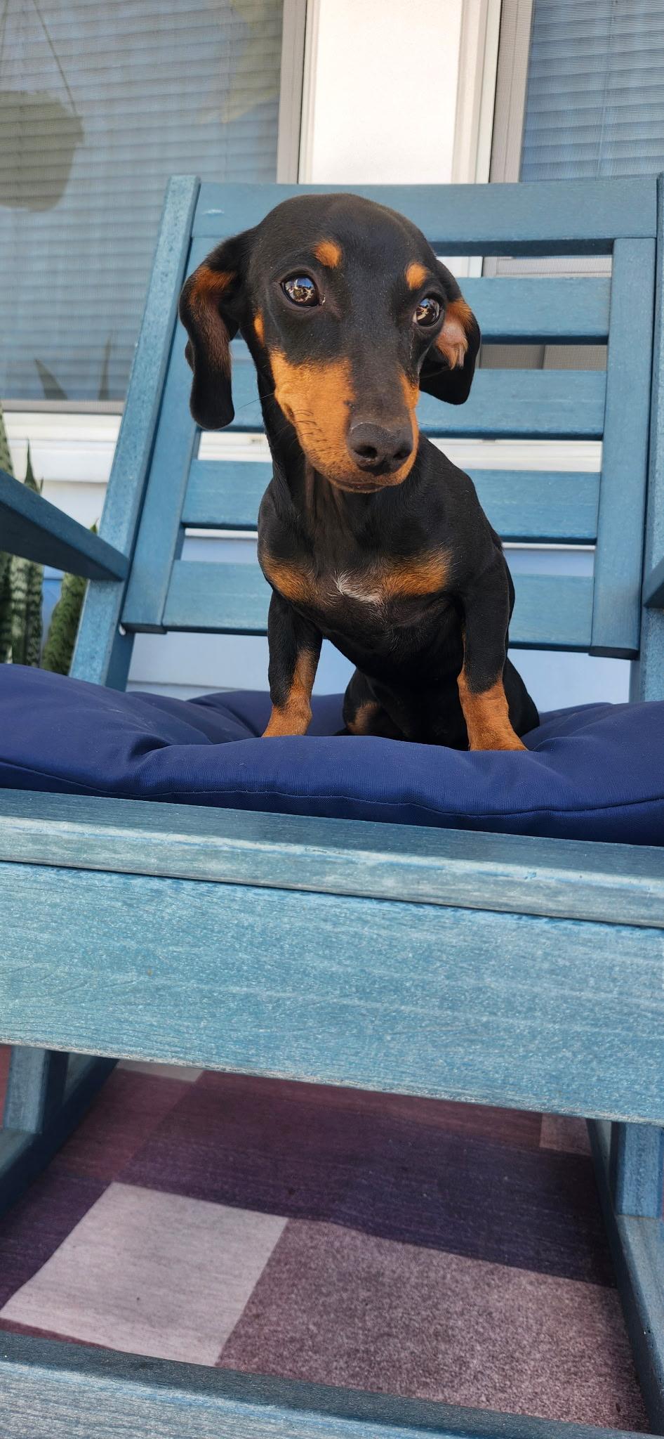 Enlarge Penny, a Adopted Dachshund in Torrance, CA image 2/4