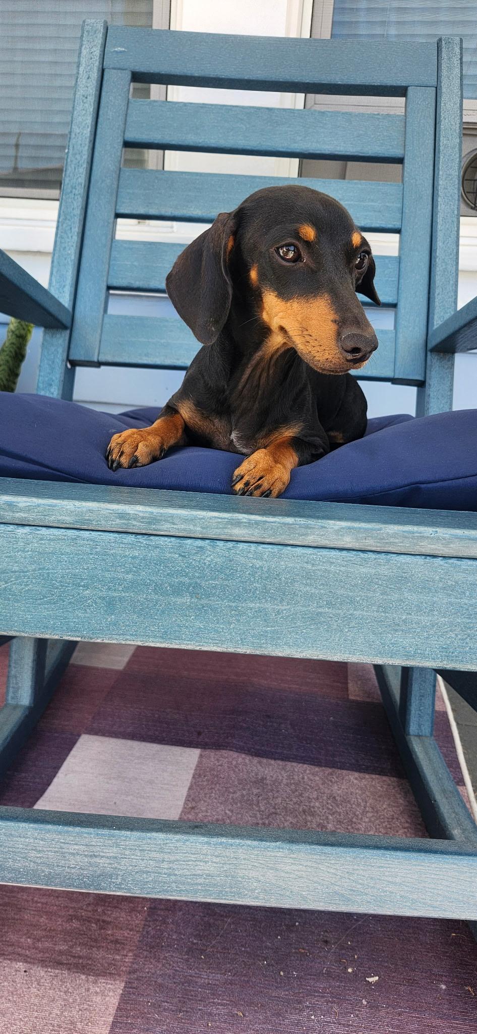 Enlarge Penny, a Adopted Dachshund in Torrance, CA image 1/4
