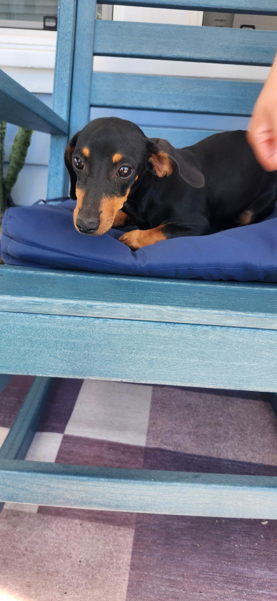 Enlarge Penny, a Adopted Dachshund in Torrance, CA image 3/4